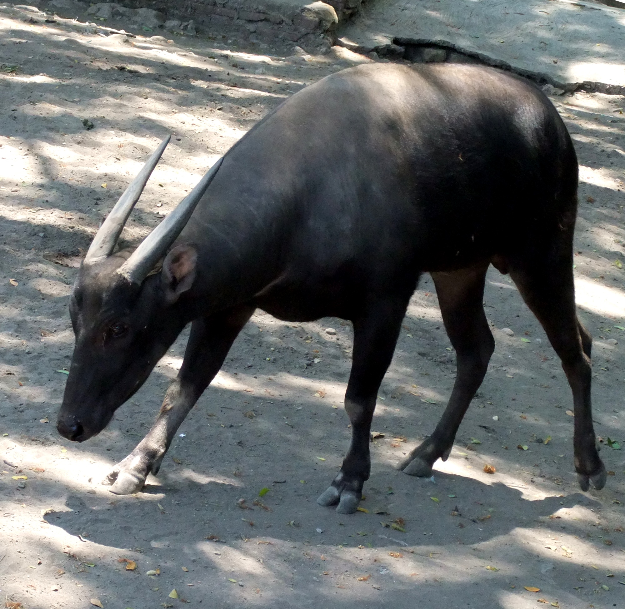 File:Anoa Bubalus depressicornis Surabaya Zoo.jpg - Wikimedia Commons