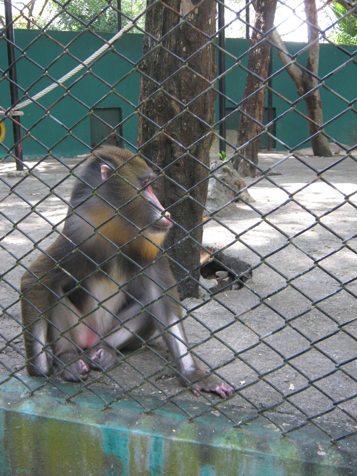 Urgent Alert: Ask Government to Close the Surabaya Zoo | News | PETA ...