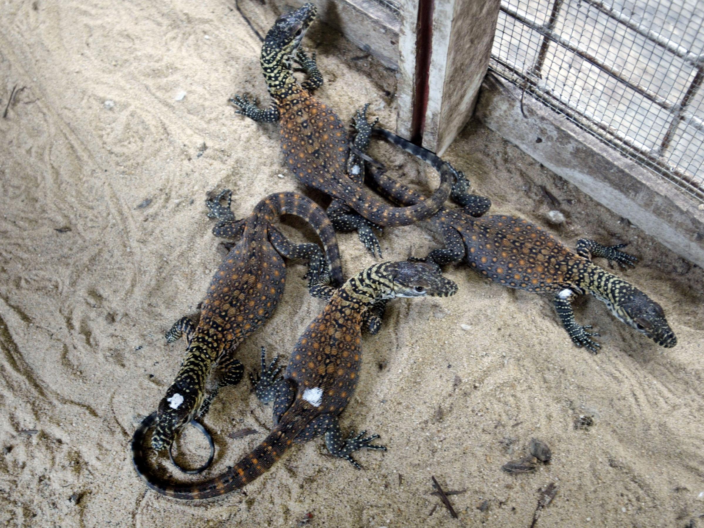 Indonesian Zoo Breeds Rare Komodo Dragons | WWNO