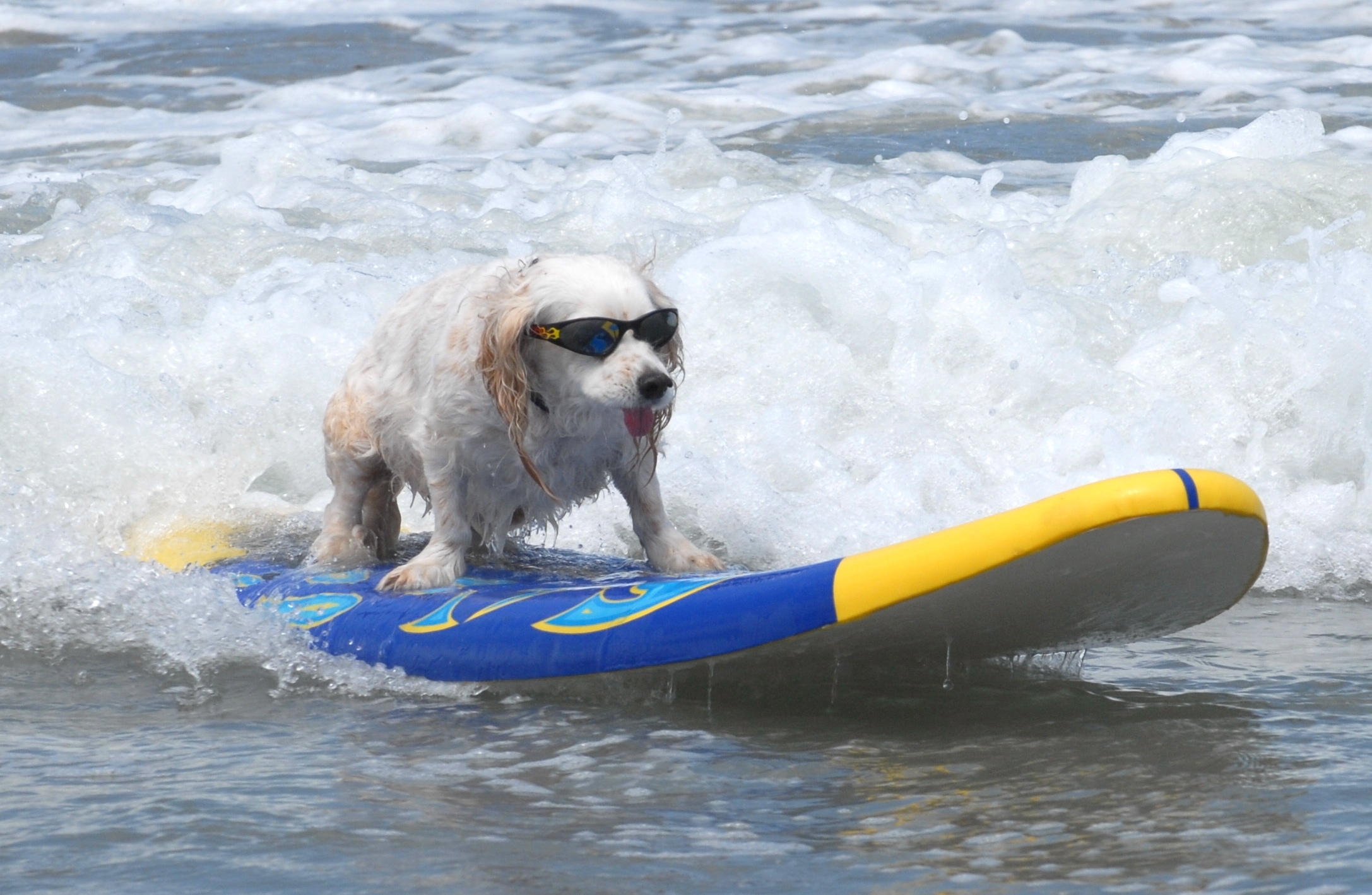Surf dogs photo