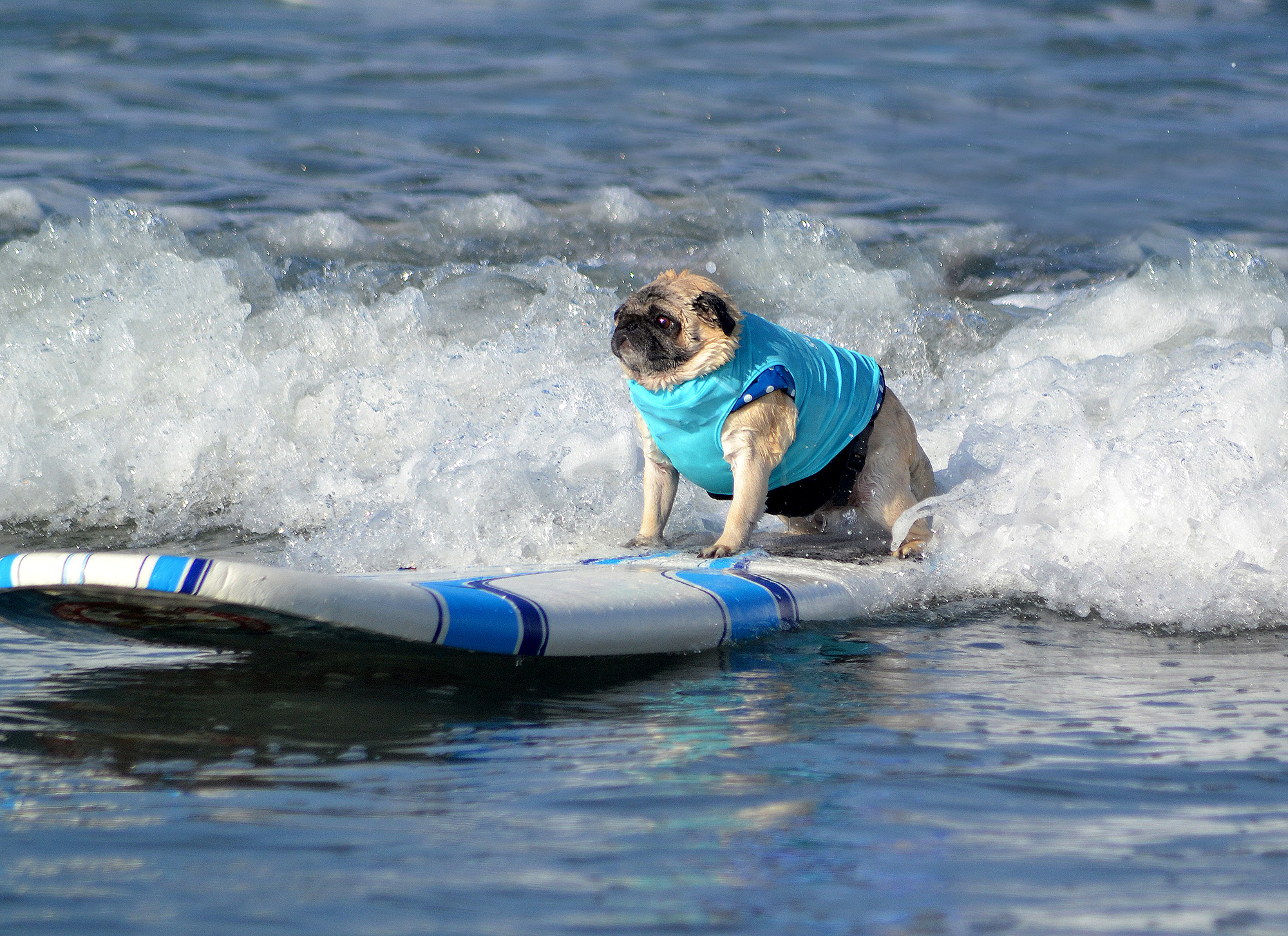 Surfing Dog Photos: Del Mar Dog Beach Rancho Santa Fe California ...