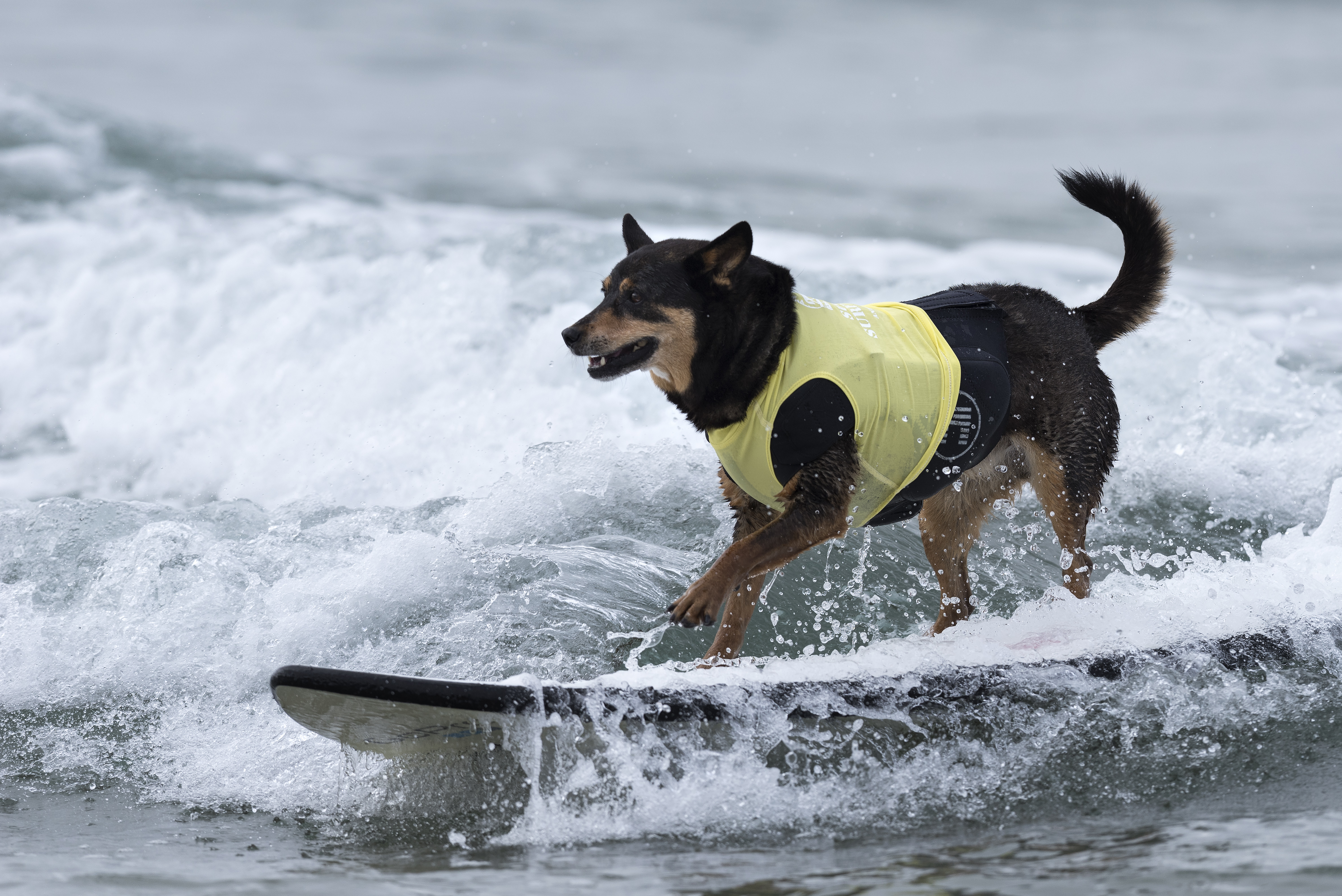 BBC Anchor Simon McCoy Hates Reading Surfing Dog Story | Time