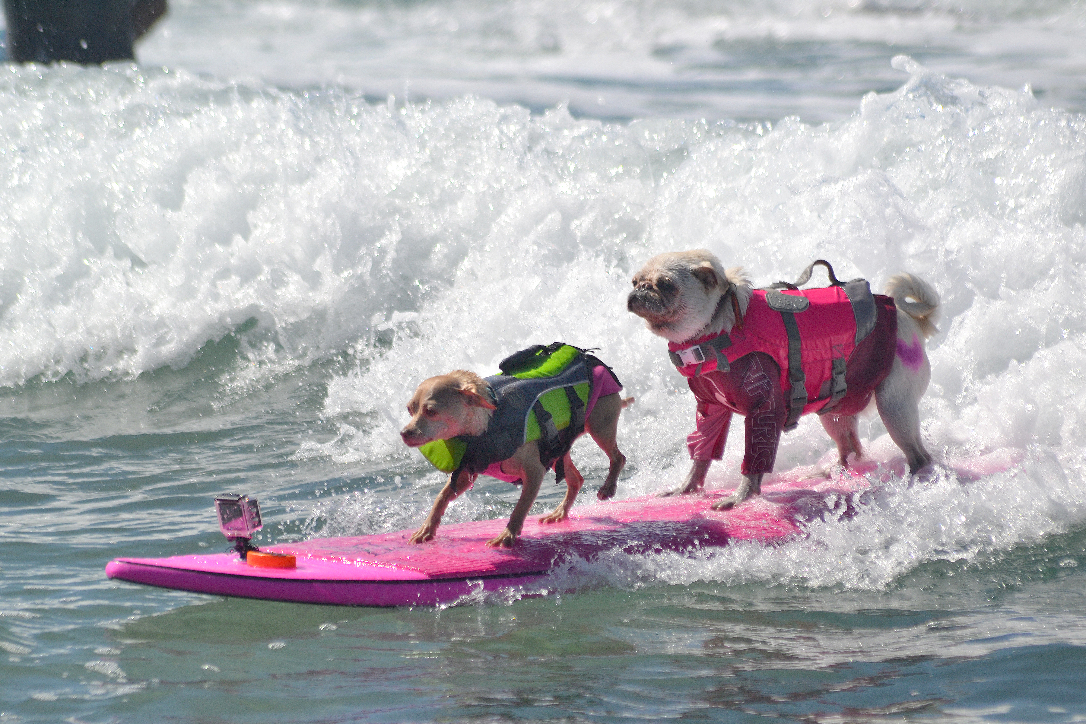 Dog Surfing Competition San Diego 2017 | Helen Woodward Animal Center