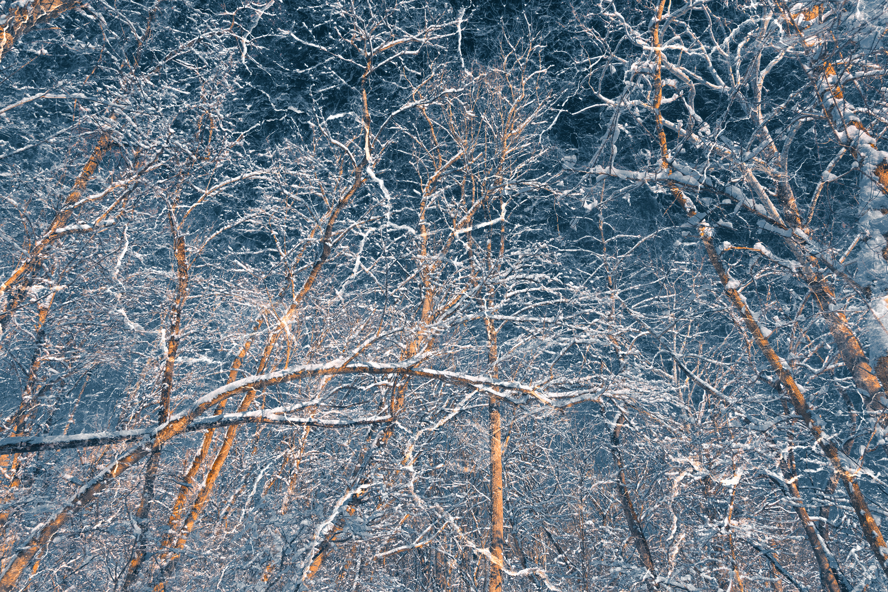 Susquehanna Forest Blizzard, Abstract, Rough, Snowy, Snowstorm, HQ Photo