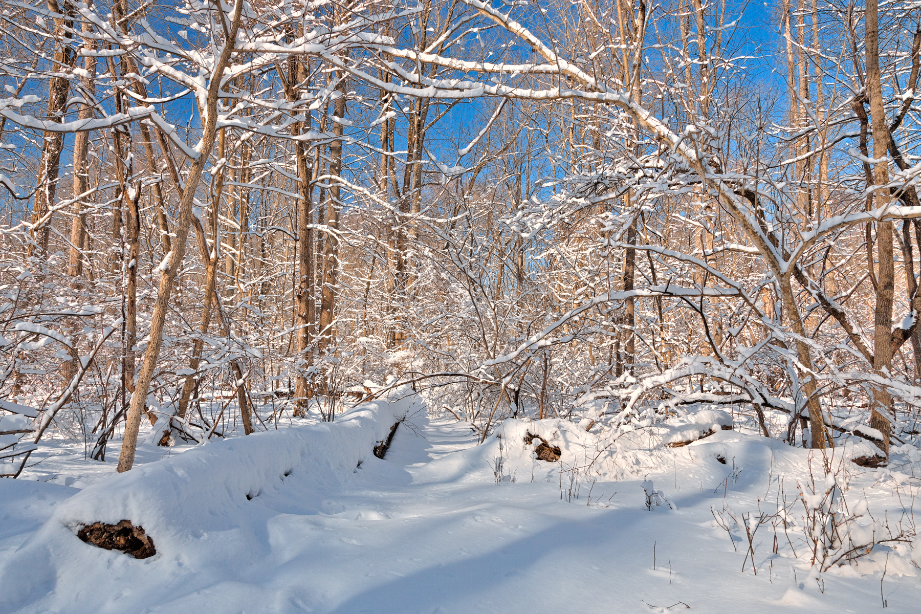 Susquehanna winter forest - hdr photo