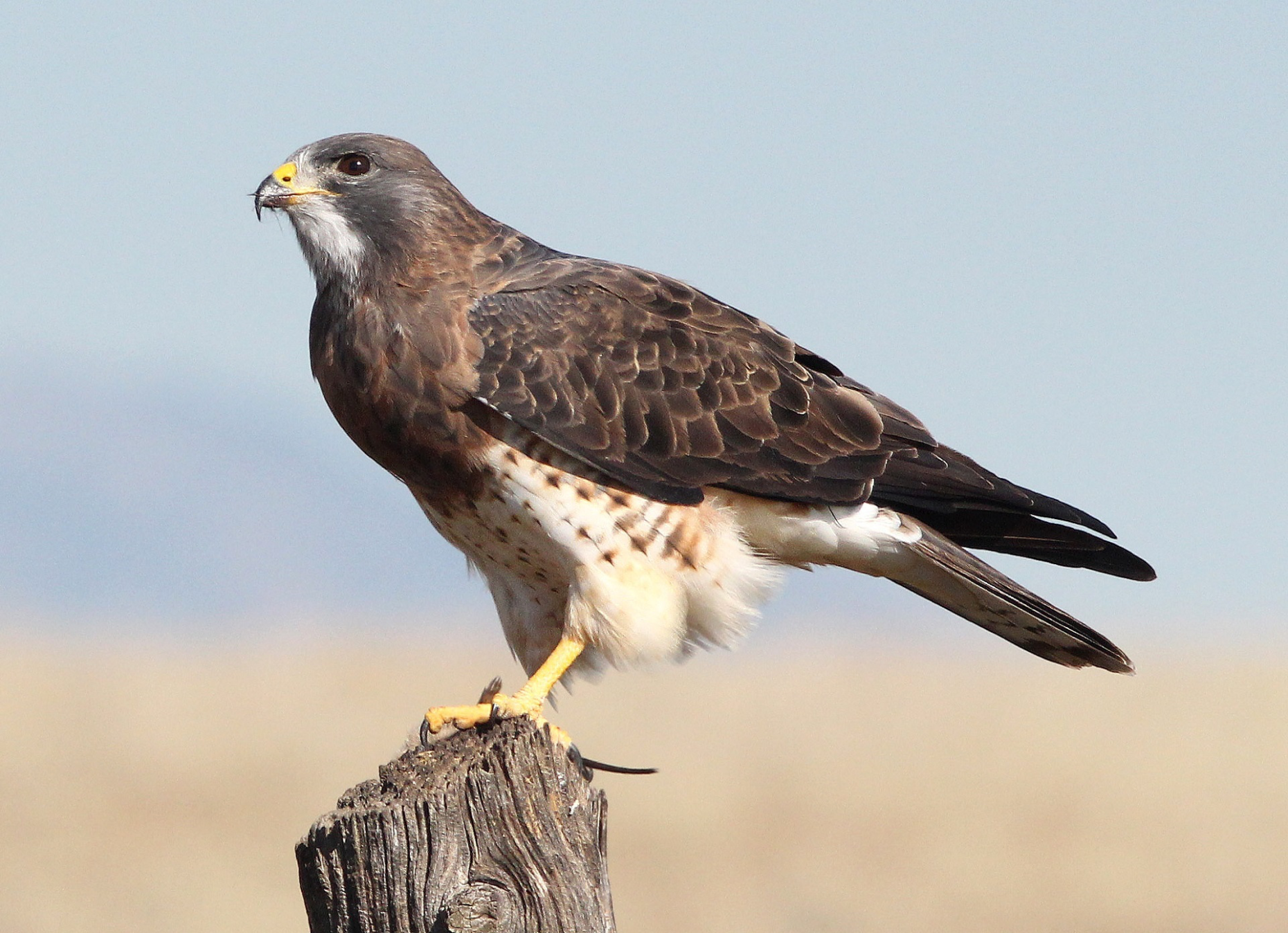An Epic Migratory Journey – The Swainson's Hawk – THE DATA BLOG