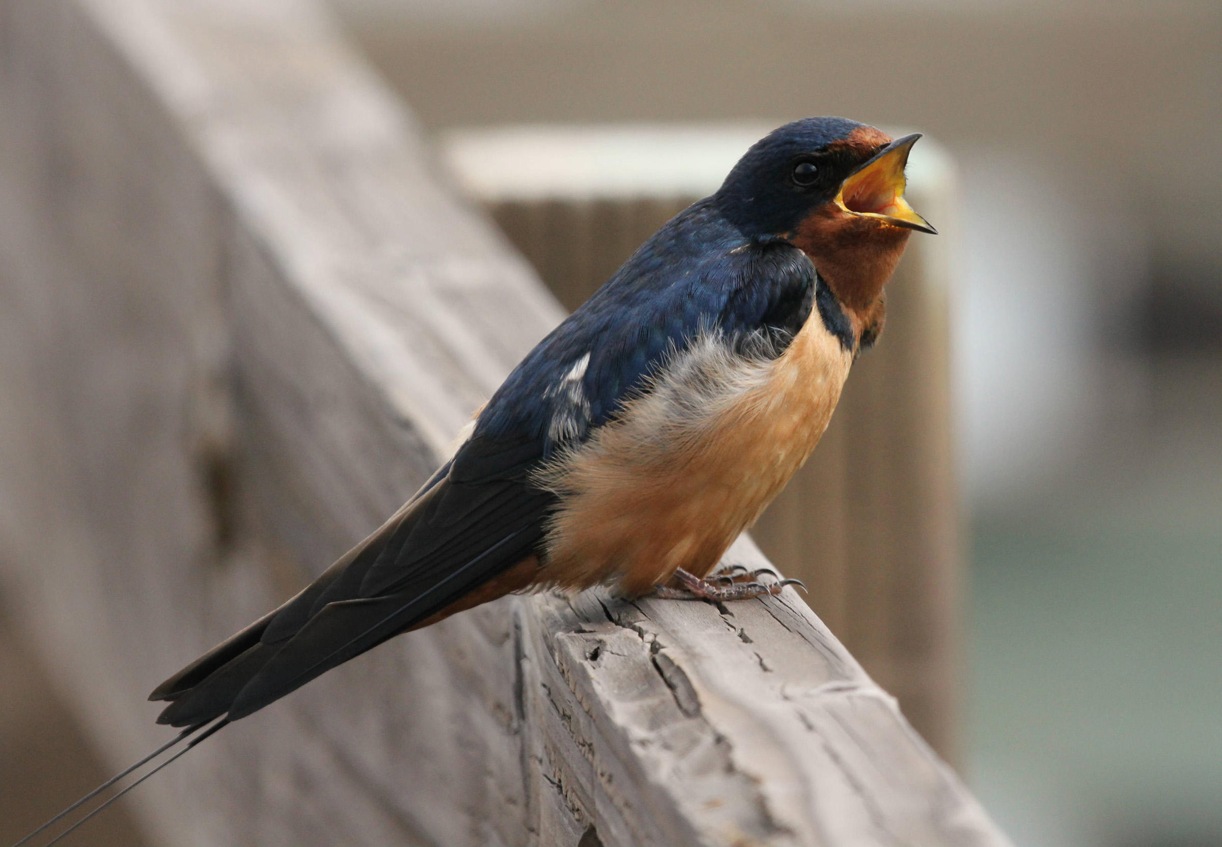 Swallow bird photo