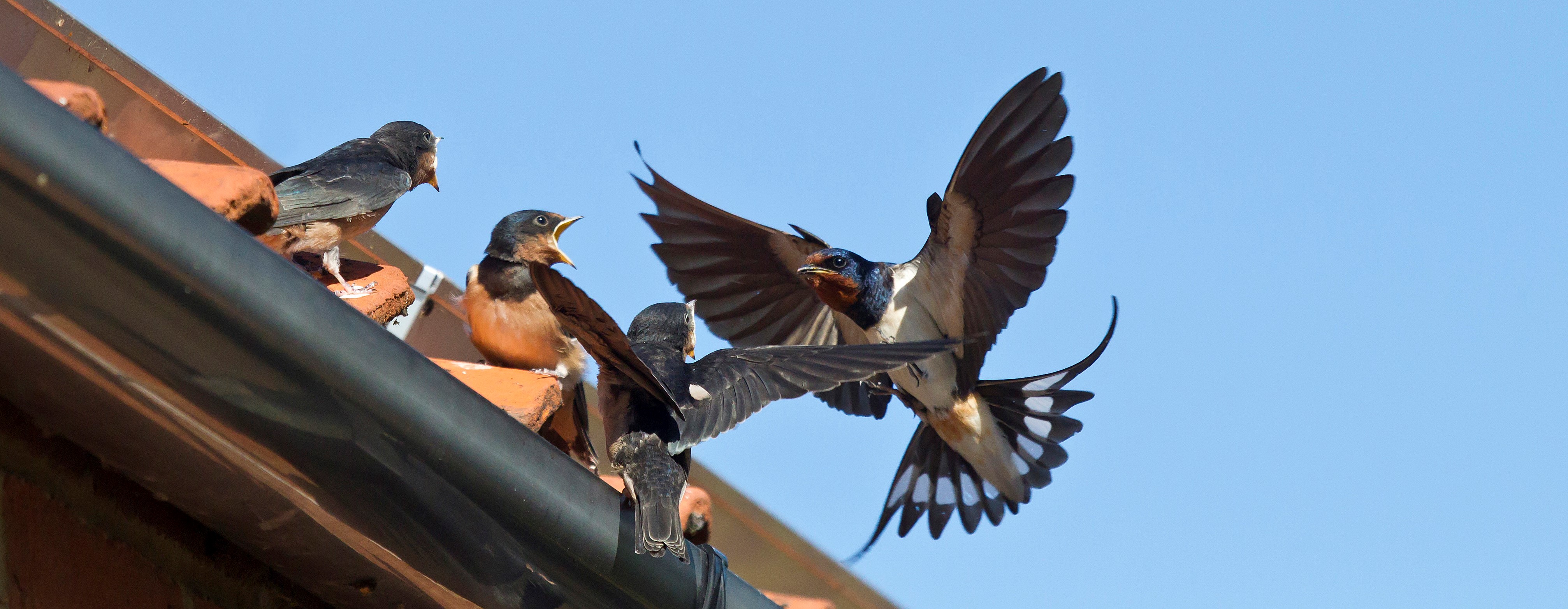 Swallow Bird Facts | Hirundo rustica - The RSPB