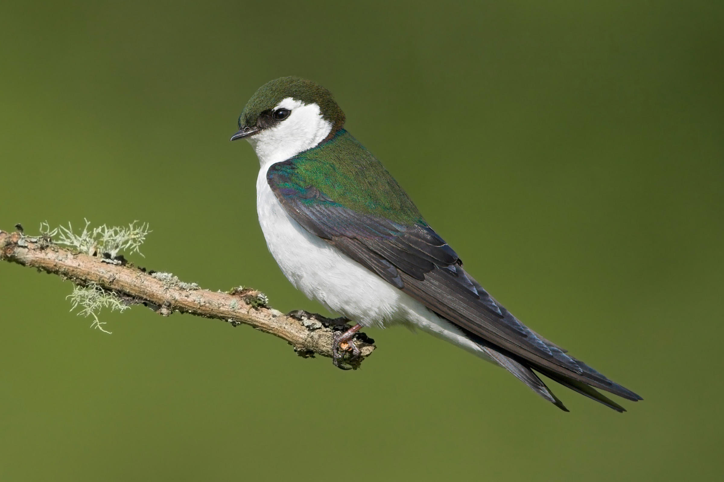Violet-green Swallow | Audubon Field Guide