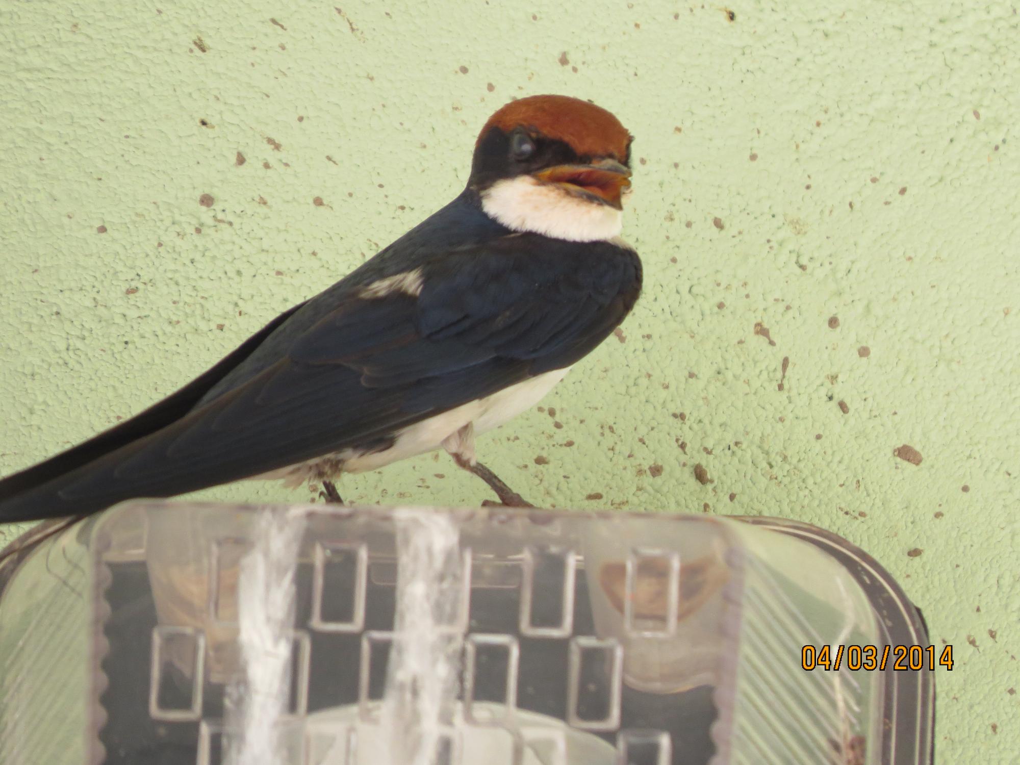 Wire-tailed Swallow (Hirundo smithii) Bird resting on a wall light ...