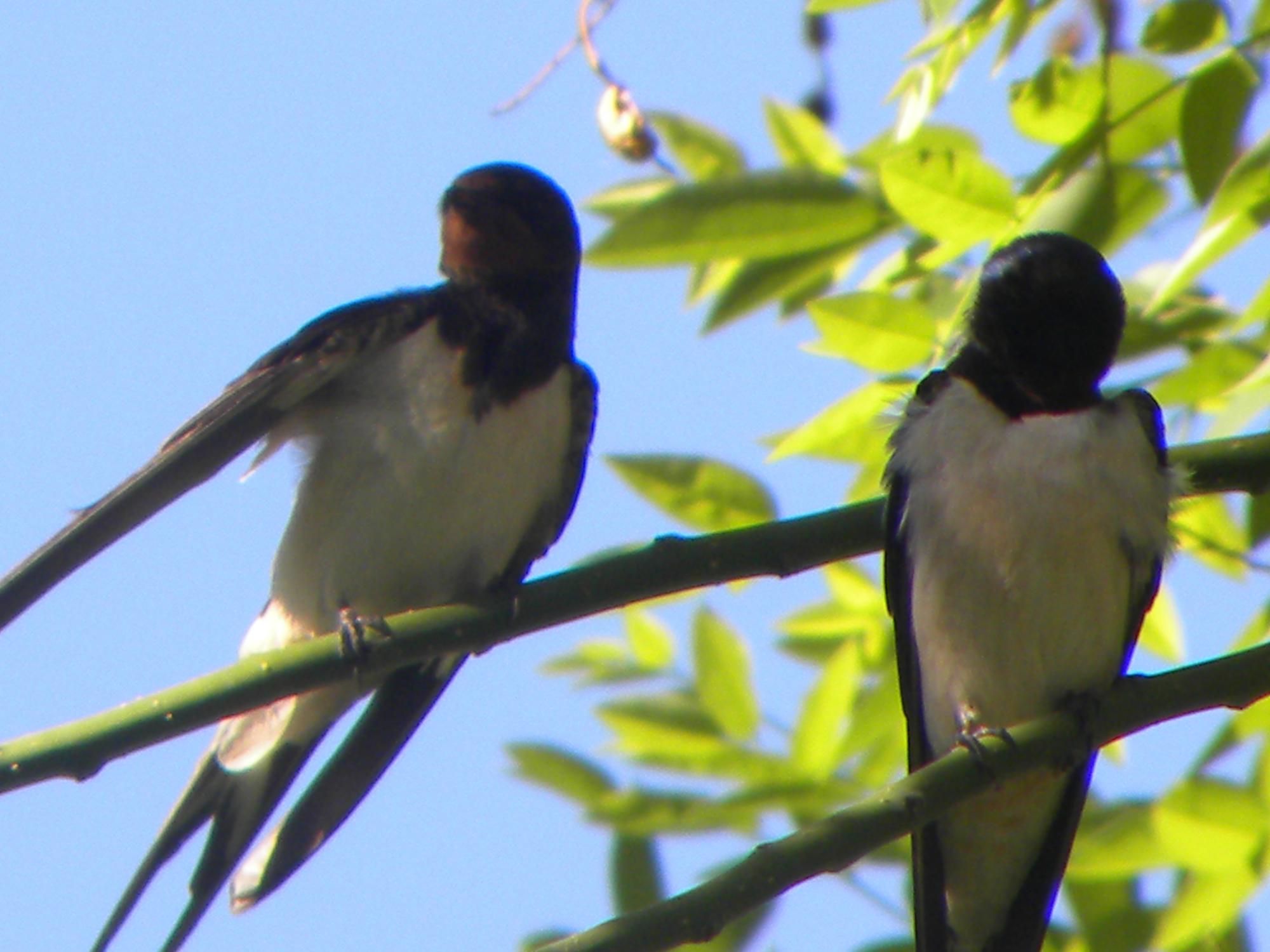 Barn Swallow (Hirundo rustica) Two birds resting on a tree. | the ...