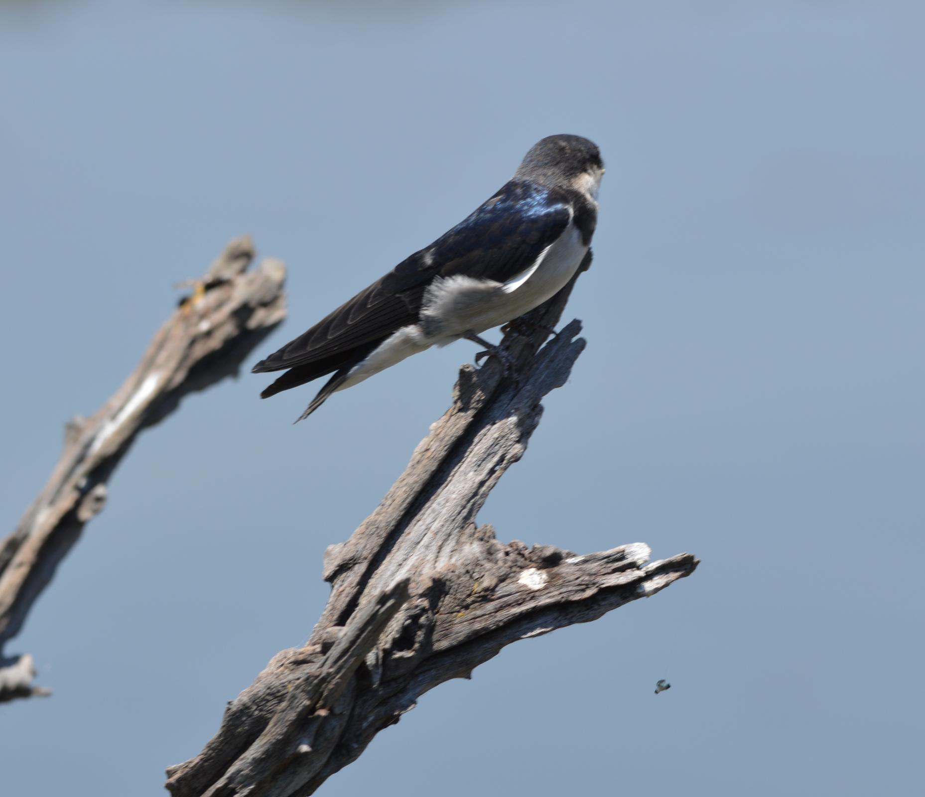Pearl-breasted Swallow (Hirundo dimidiata) Bird resting on branch ...