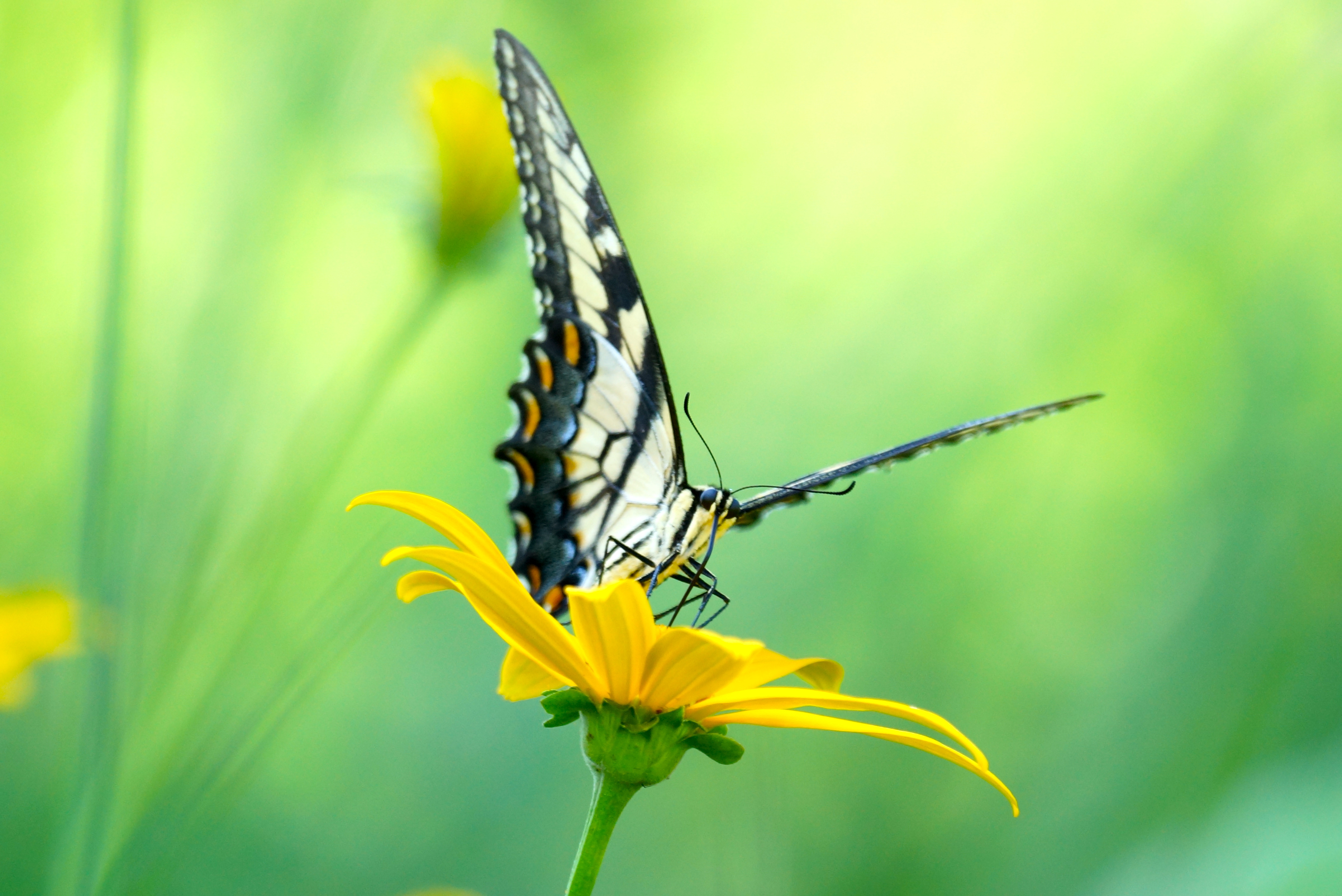 Swallow tail on a daisy photo