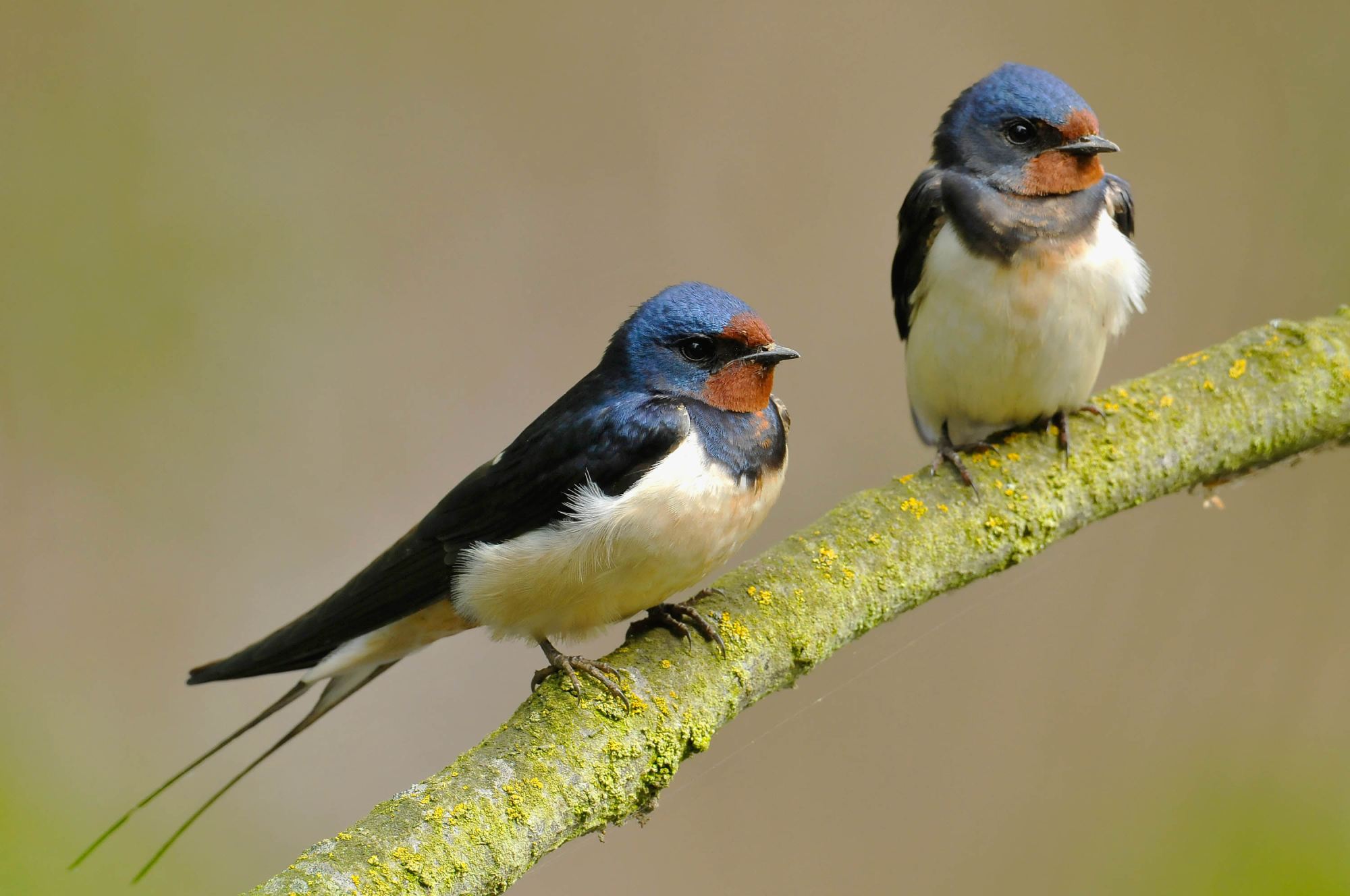 Swallow Migration Facts