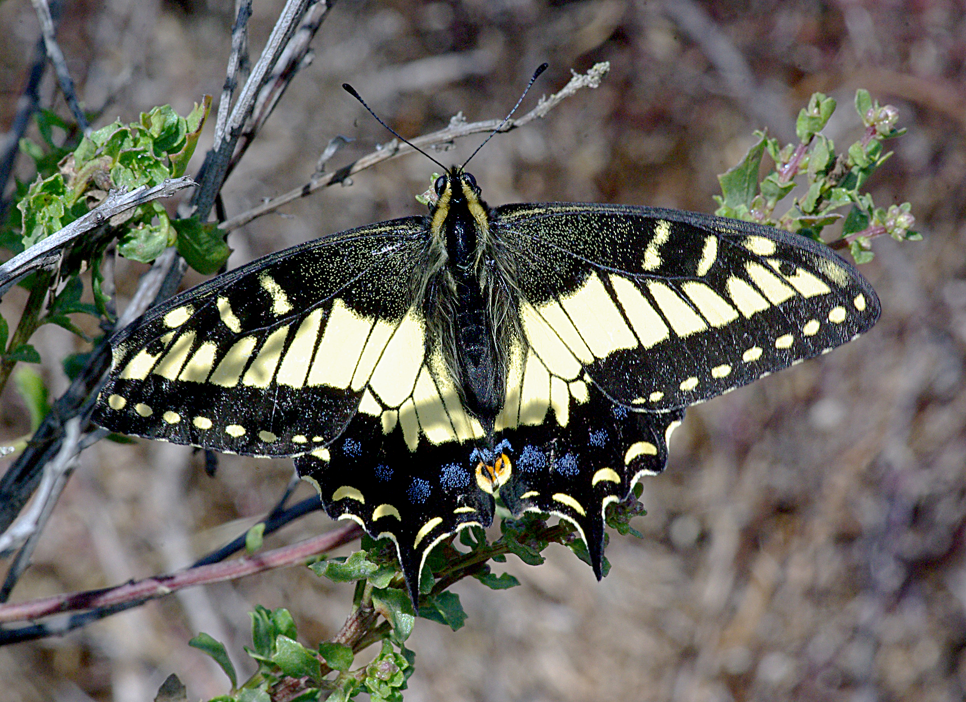 Swallowtail, anise (papilio zelicaon) (8-25-08) black hill, morro bay, slo co, ca (1) photo