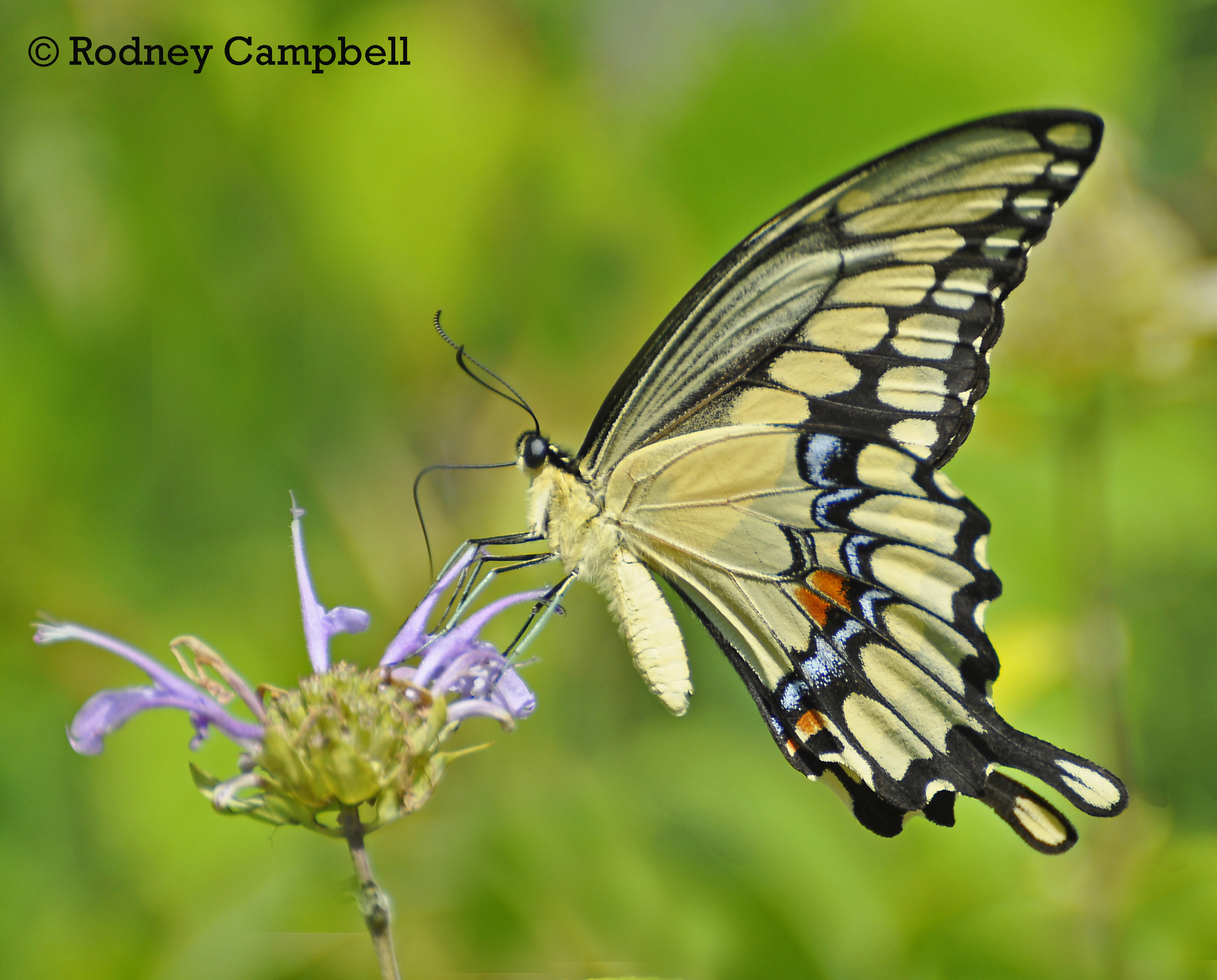 Giant Swallowtail Papilio cresphontes Cramer, 1777 | Butterflies and ...