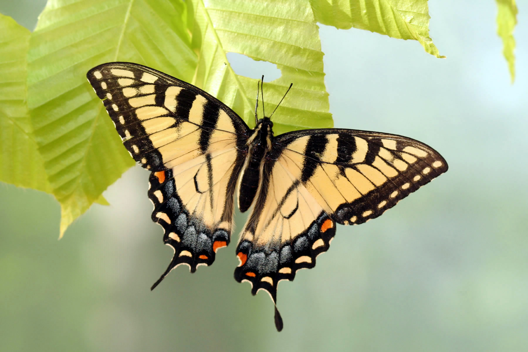 Tiger swallowtail photo