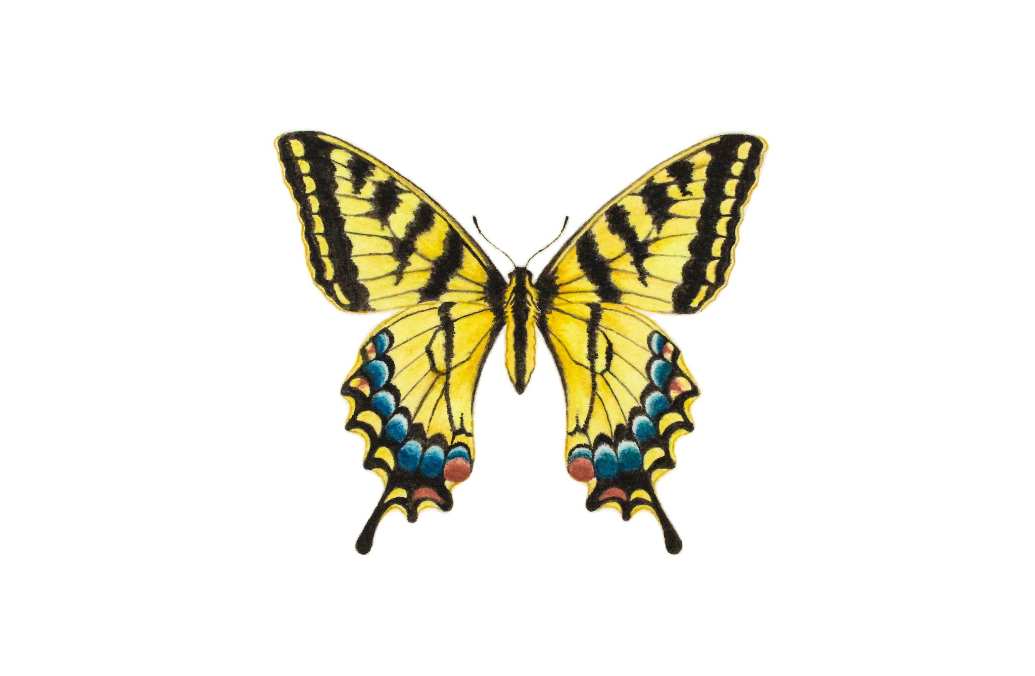 Tiger Swallowtail Butterfly Paintable Project Digital Download ...
