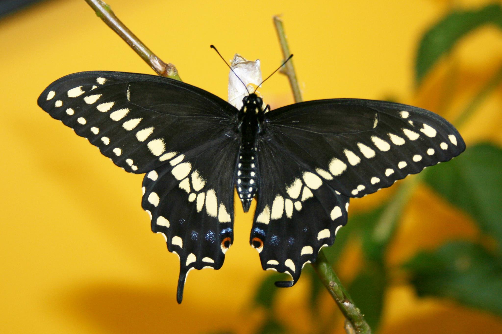 Black Swallowtail Butterfly Caterpillars and Chrysalises – Shady Oak ...