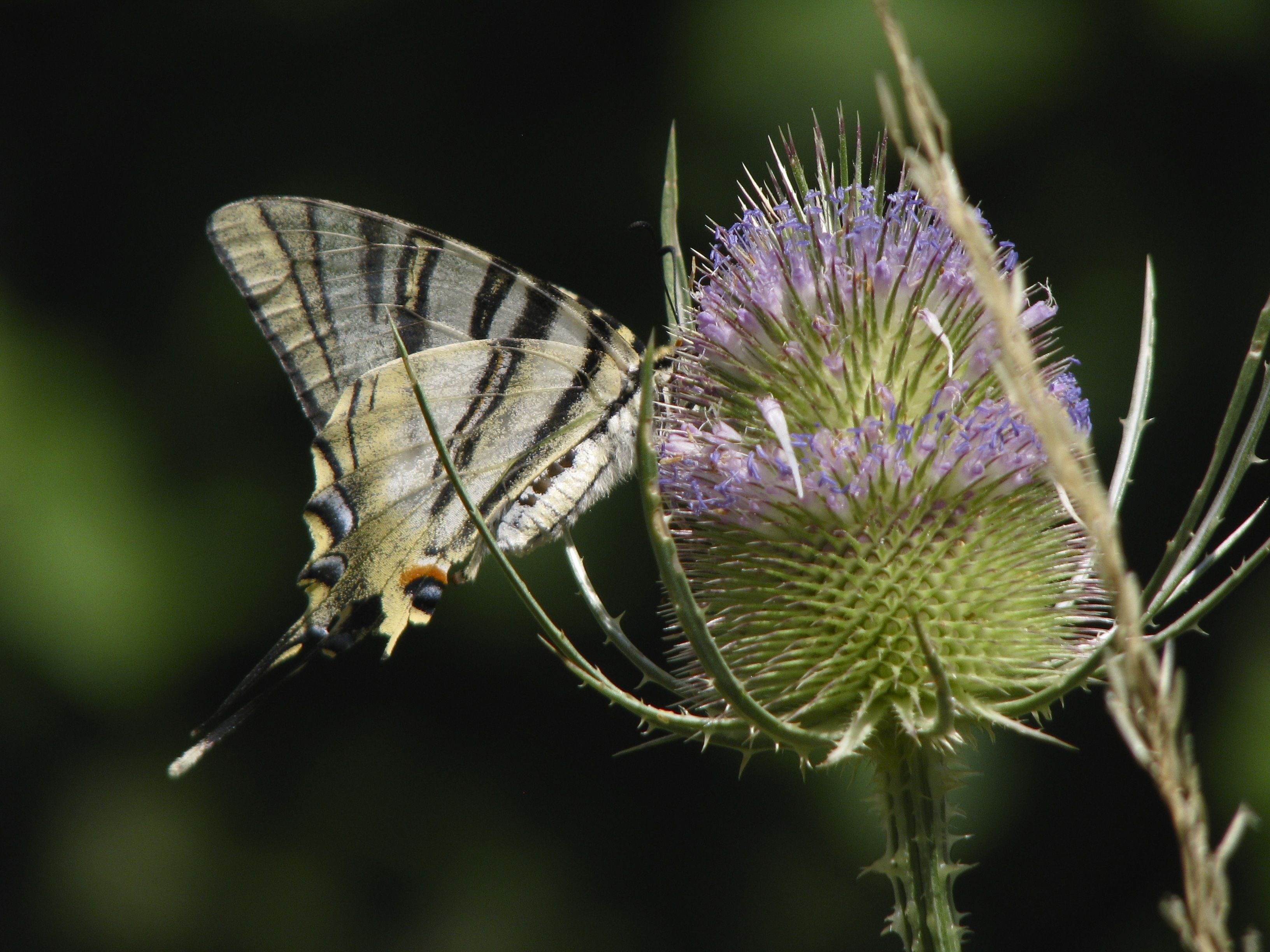 Flambé / Scarce swallowtail butterfly | Butterflies, dragonflies and ...
