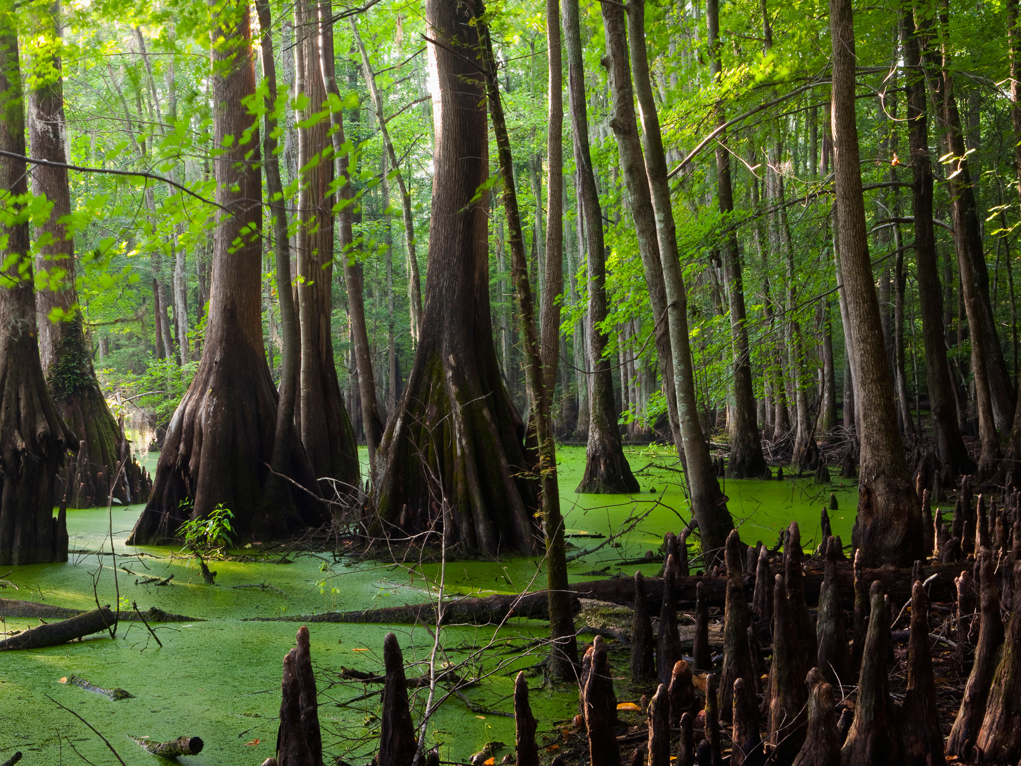 Why Your Next Vacation Should Be in a Swamp - Condé Nast Traveler