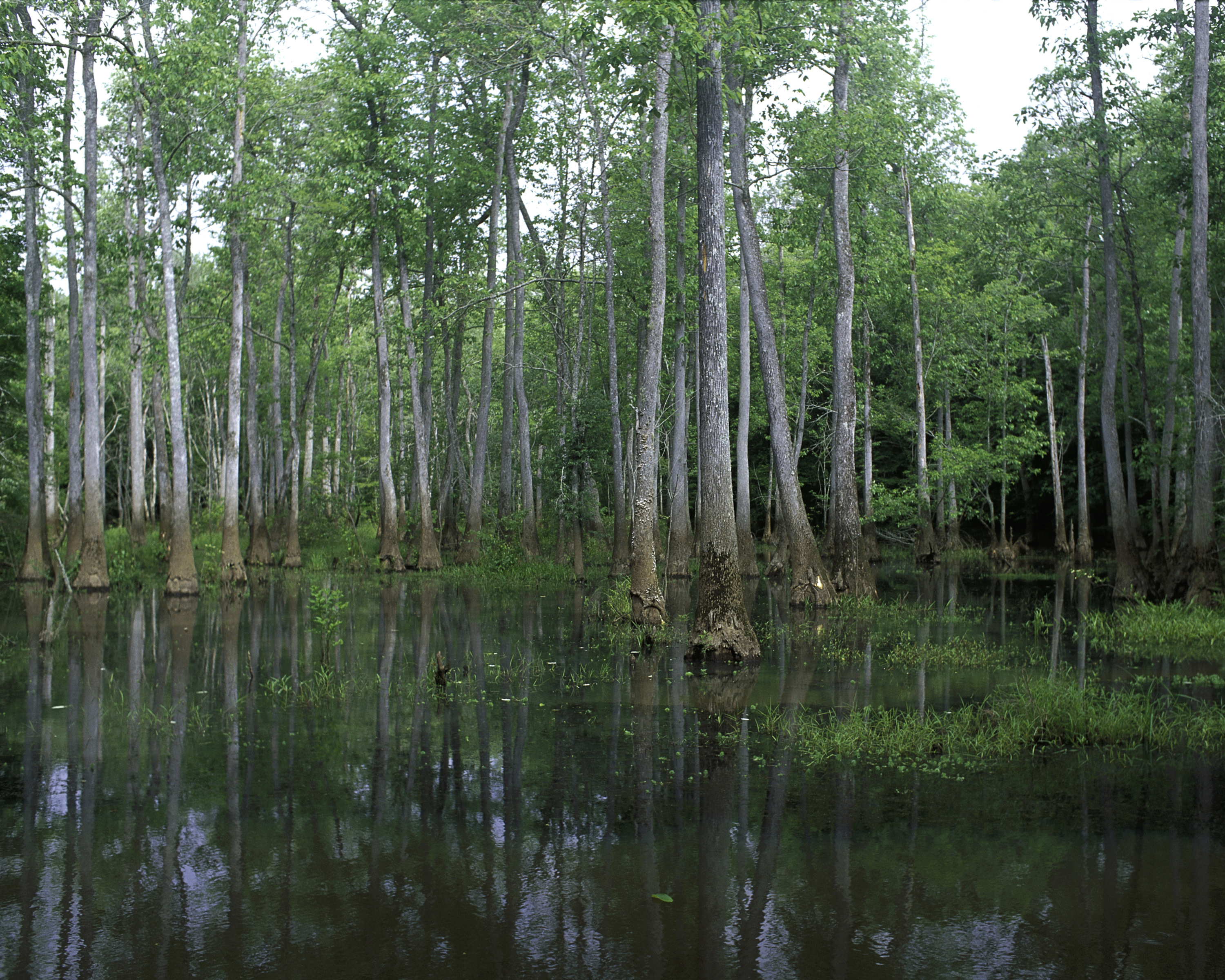 File:View of Bond Swamp National Wildlife Refuge, Georgia.jpg ...