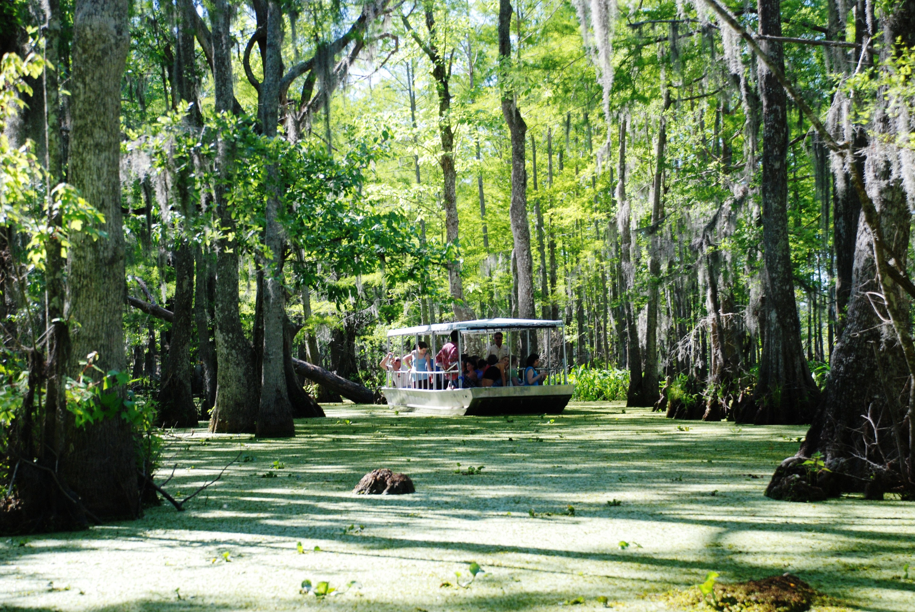 Swamp photo