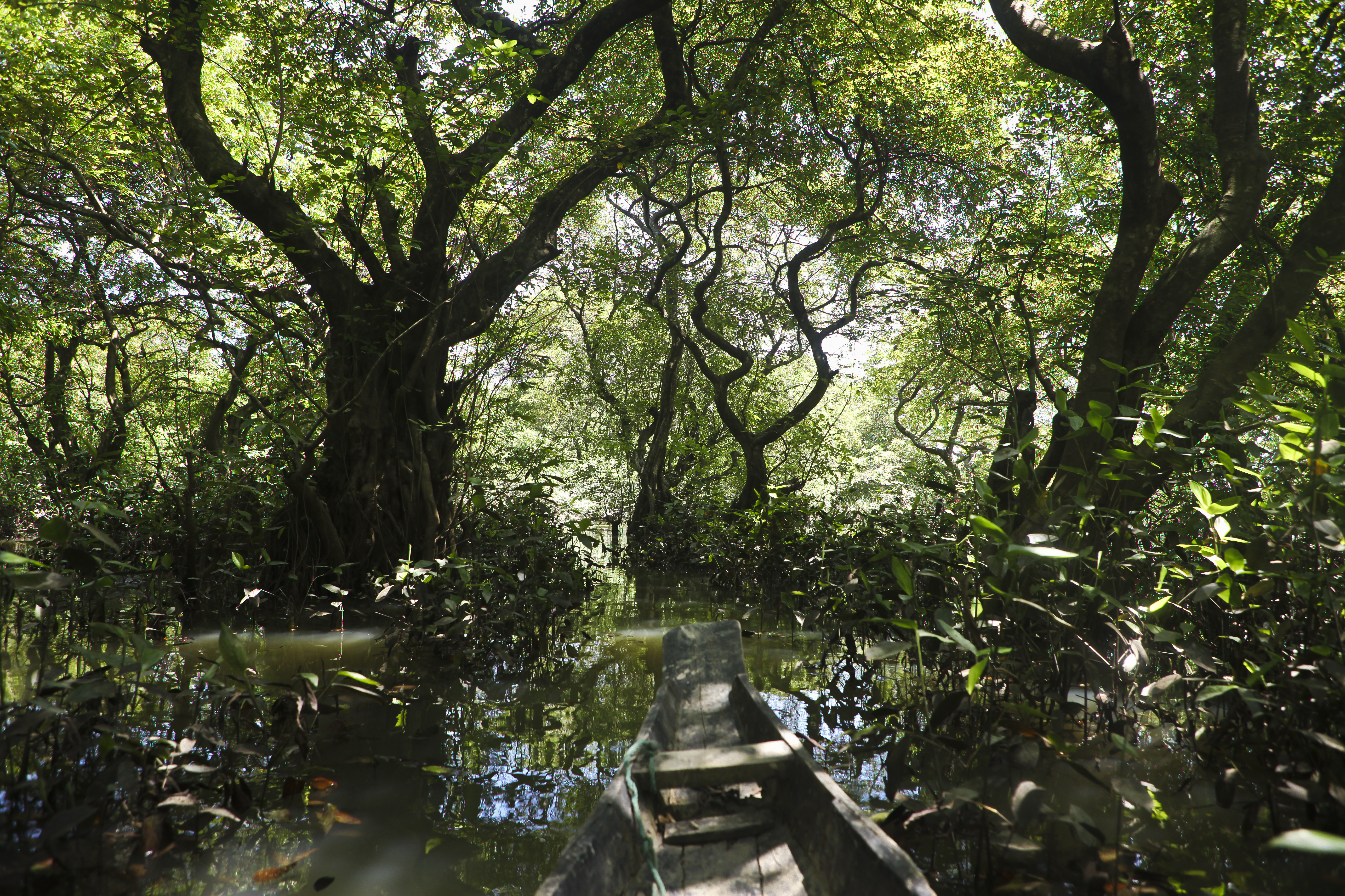 File:Trees of Ratargul Swamp Forest (7990827361).jpg - Wikimedia Commons