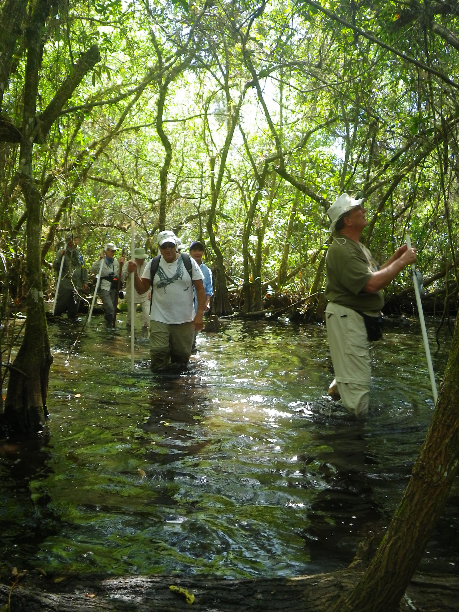 Corkscrew Swamp Walks | Audubon Corkscrew Swamp Sanctuary