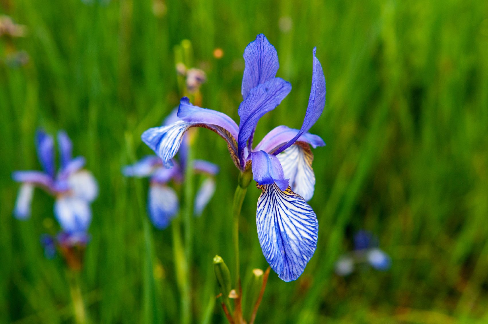 Planting Flag Iris ? Learn About Growing Flag Iris Plants In The Garden