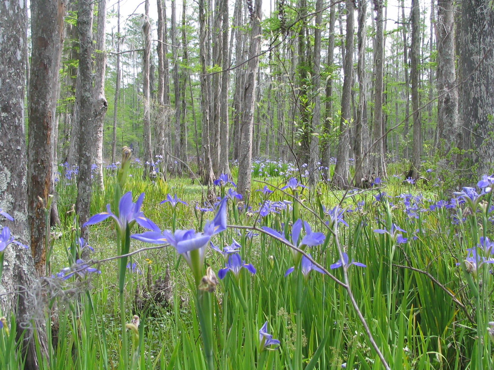 Louisiana Iris Species - Giganticaerulea