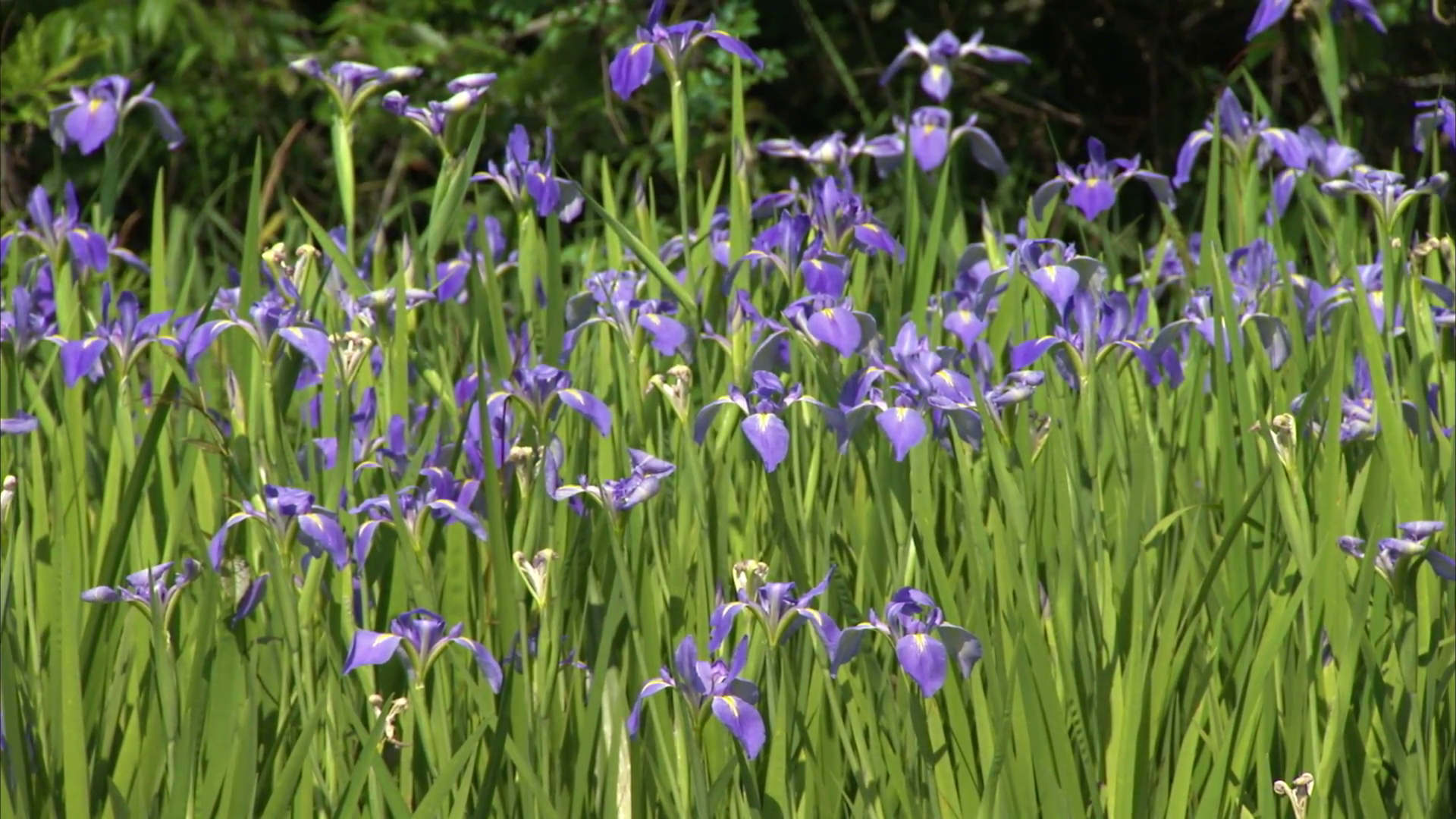 Louisiana state flower video stock footage swamp tilt up to purple ...