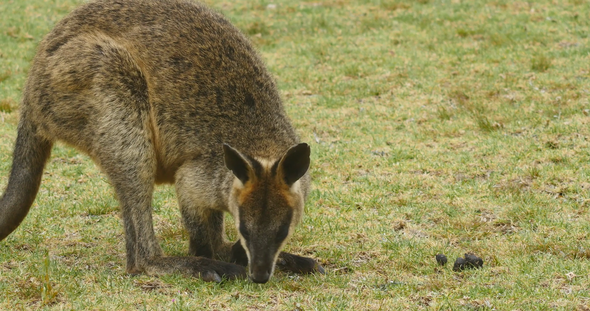 Swamp wallaby macropod marsupial of eastern Australia Stock Video ...
