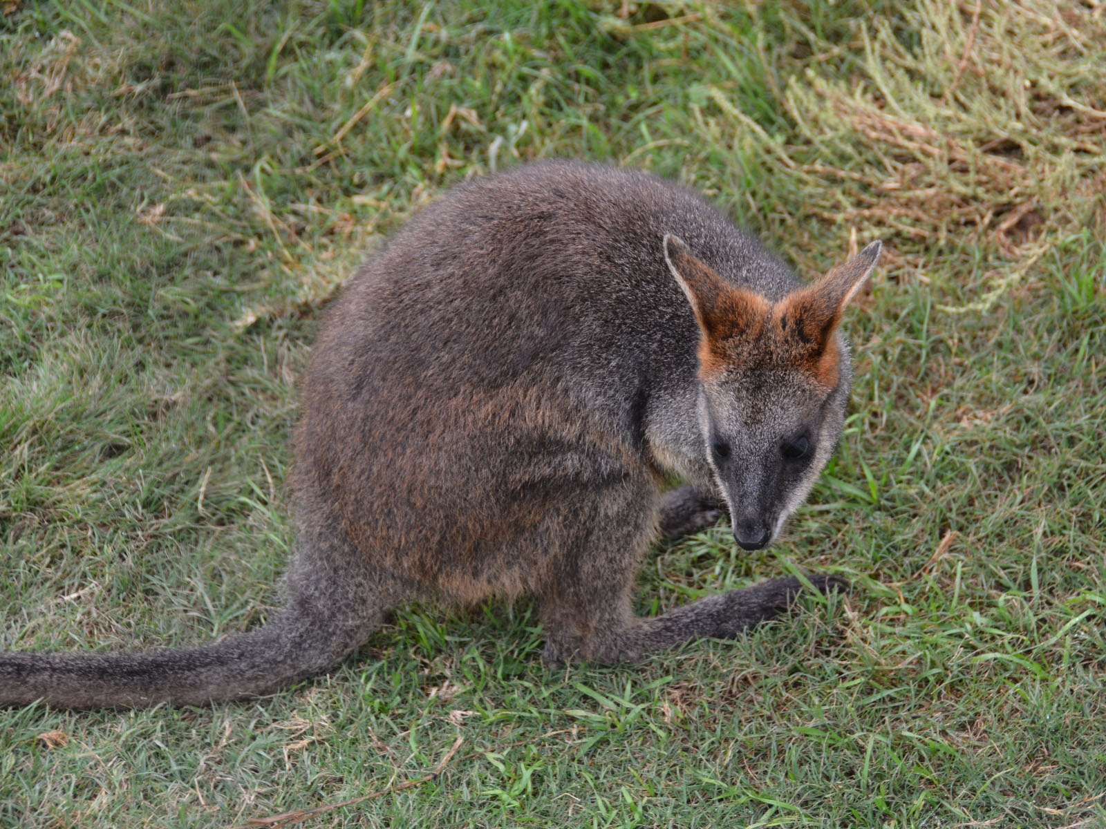 The Online Zoo - Swamp Wallaby