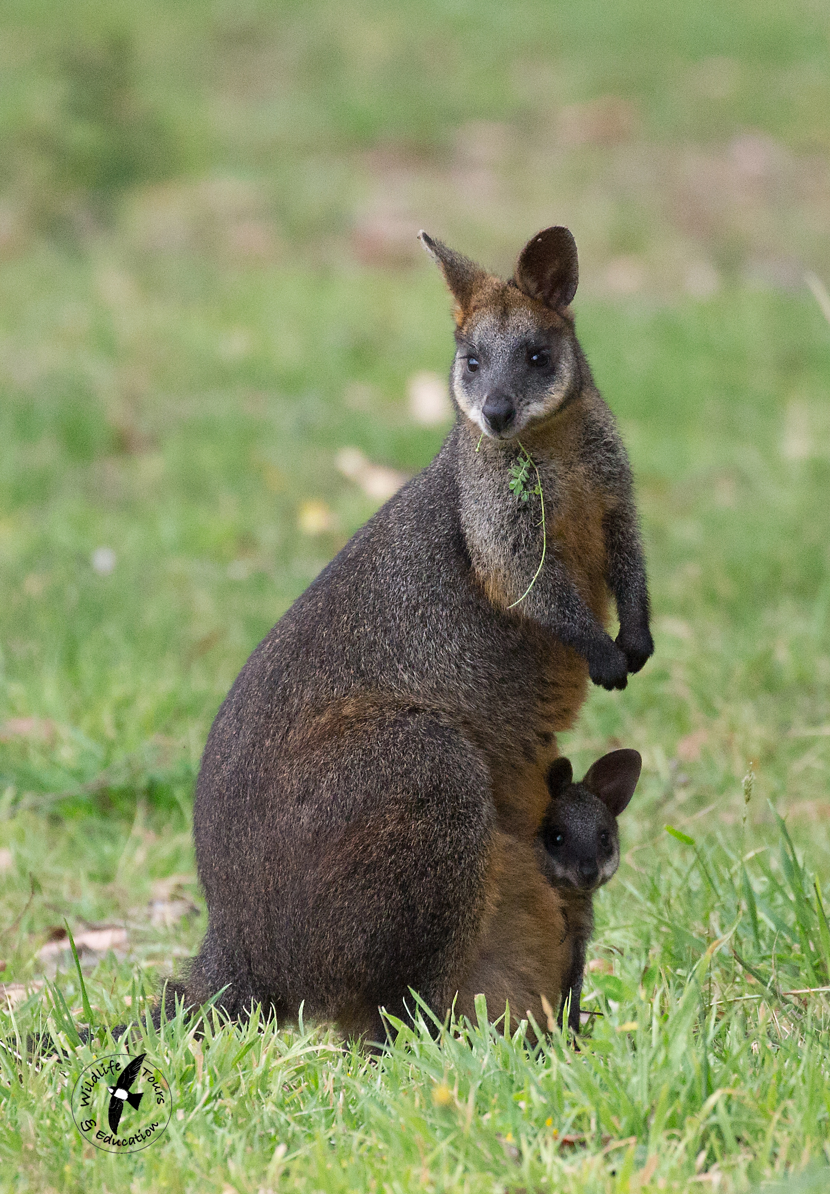Swamp Wallaby | Letter From Norfolk