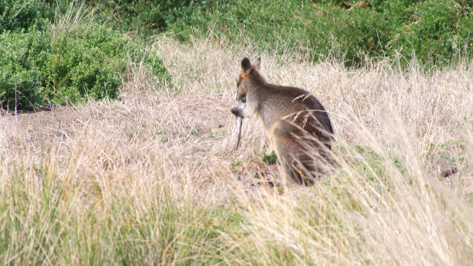 The Weird Tale of the Carrion-eating Swamp Wallaby – Cool Green Science