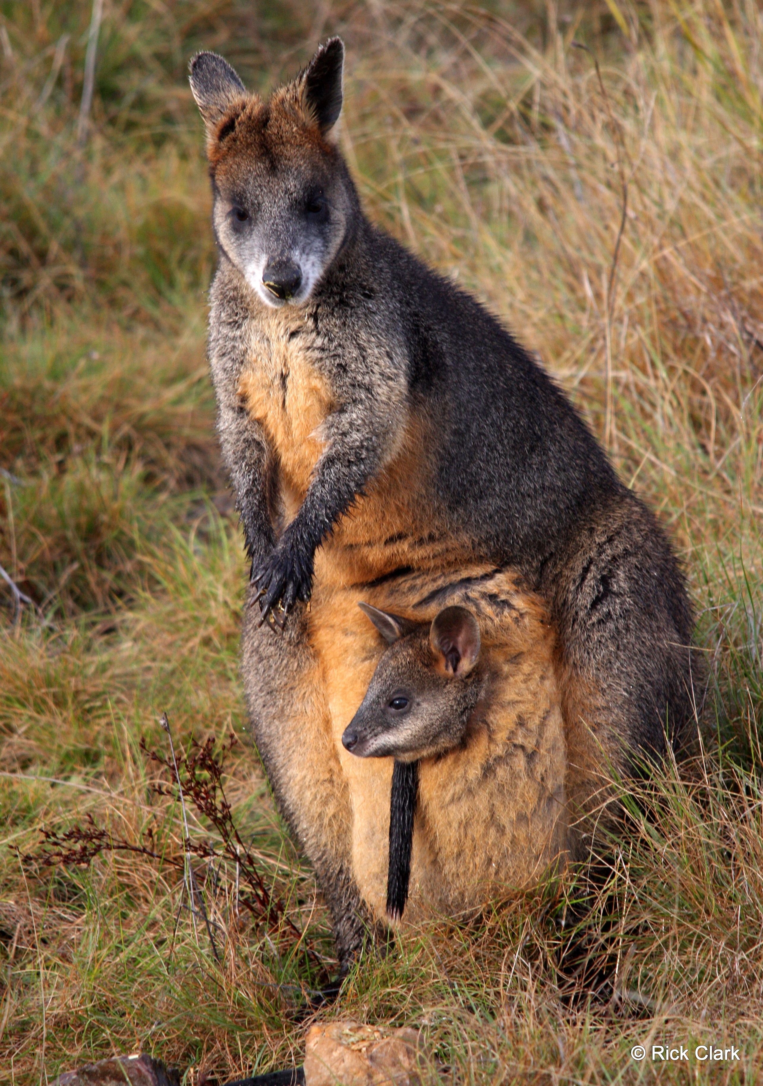Swamp Wallaby- Wallabia bicolor | Mammalia- Marsupials | Pinterest ...