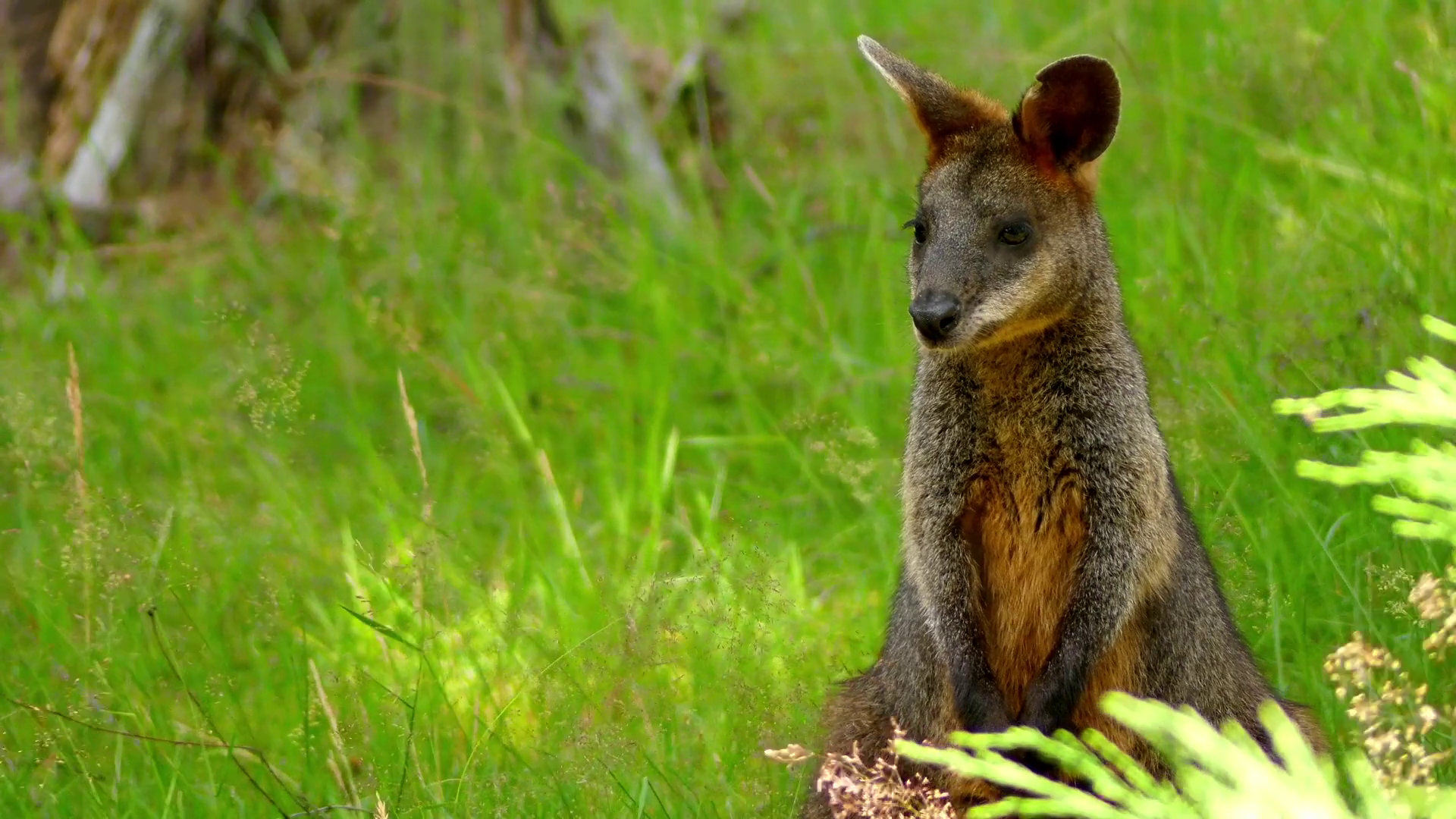Swamp wallaby (Wallabia bicolor) is small macropod marsupial of ...