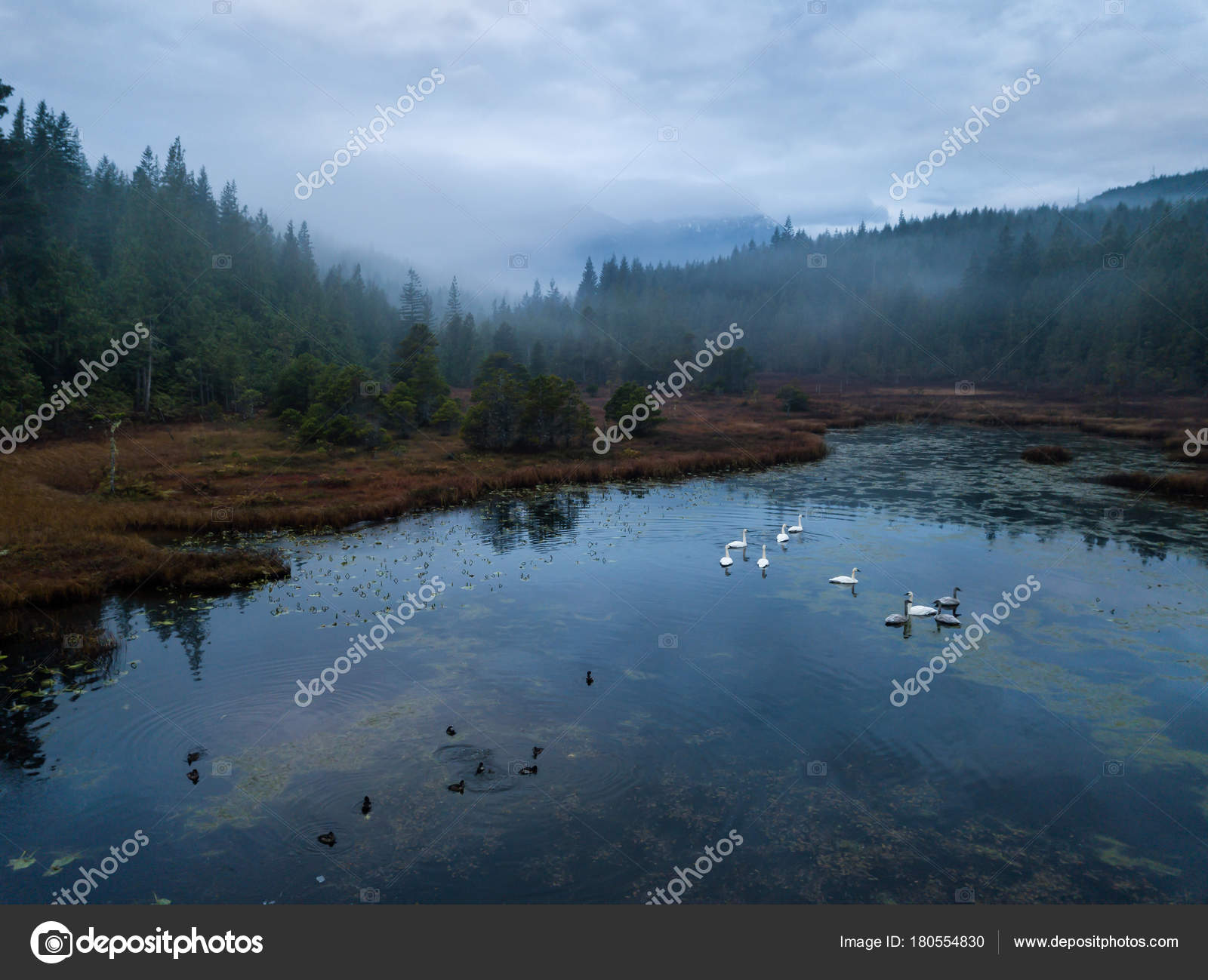 Swampy Lake with Swans — Stock Photo © edb3_16 #180554830