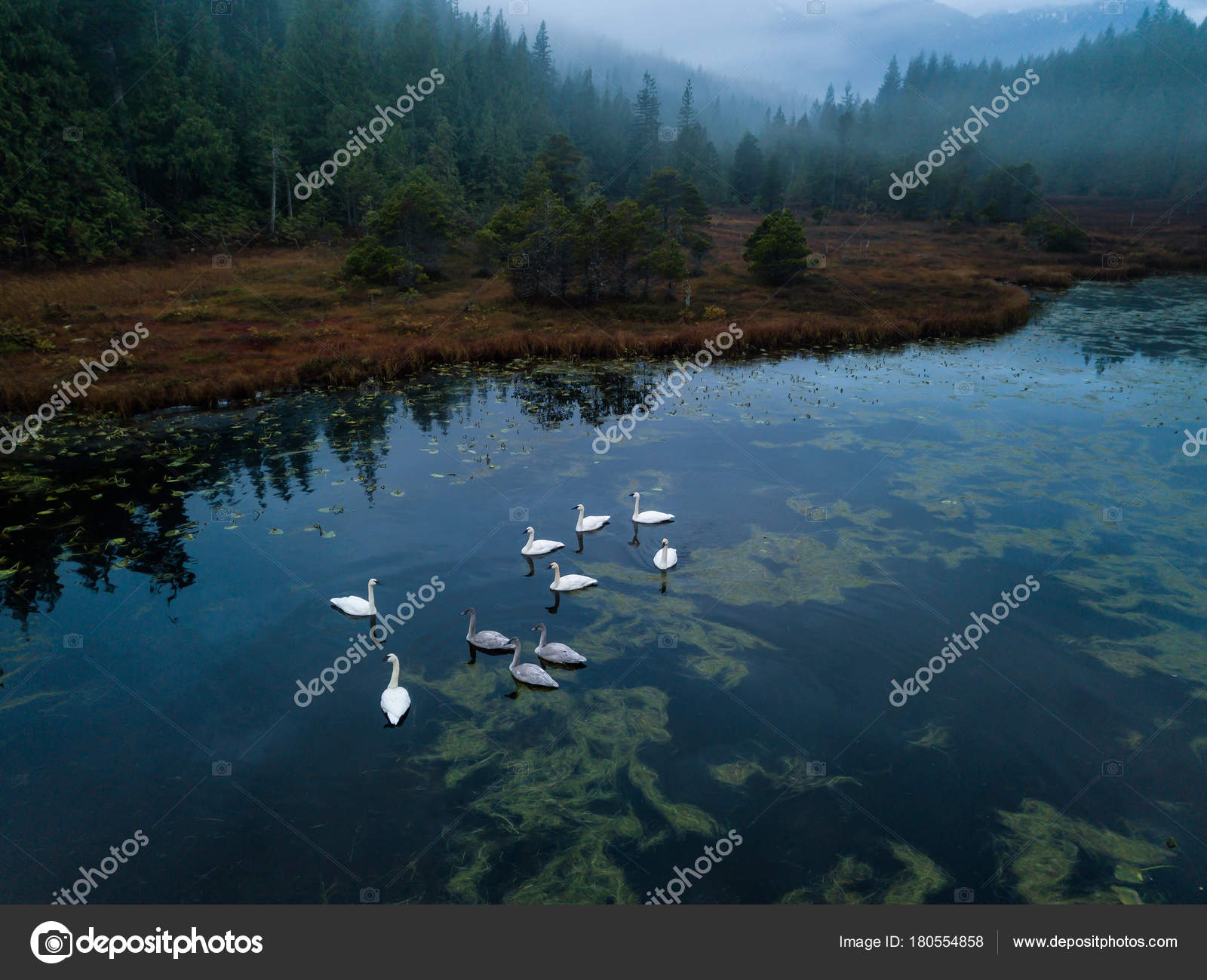 Swampy Lake with Swans — Stock Photo © edb3_16 #180554858