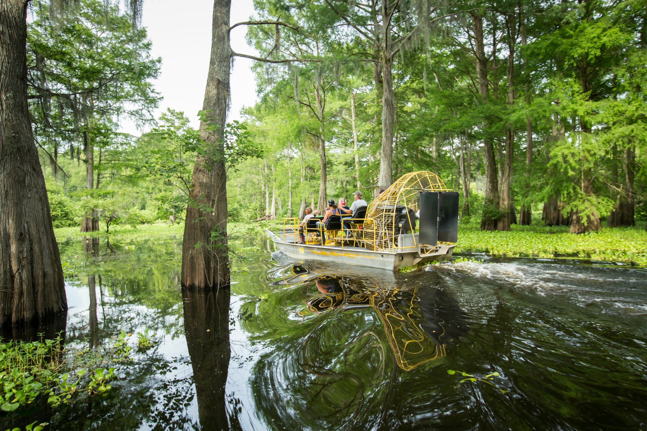 Must-Experience Louisiana Swamp Tours