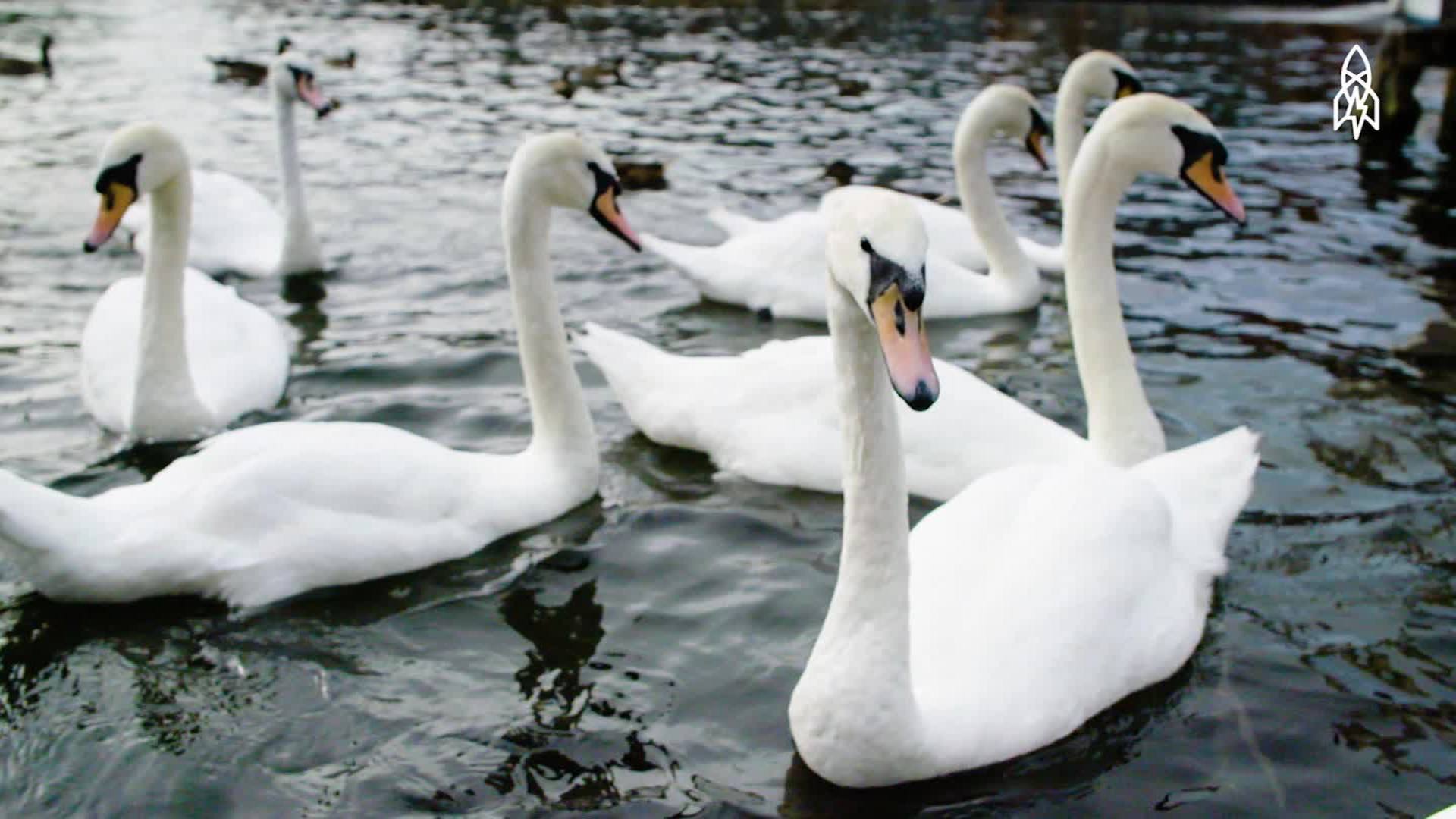 Why Swans in England Get the Royal Treatment - CNN Video