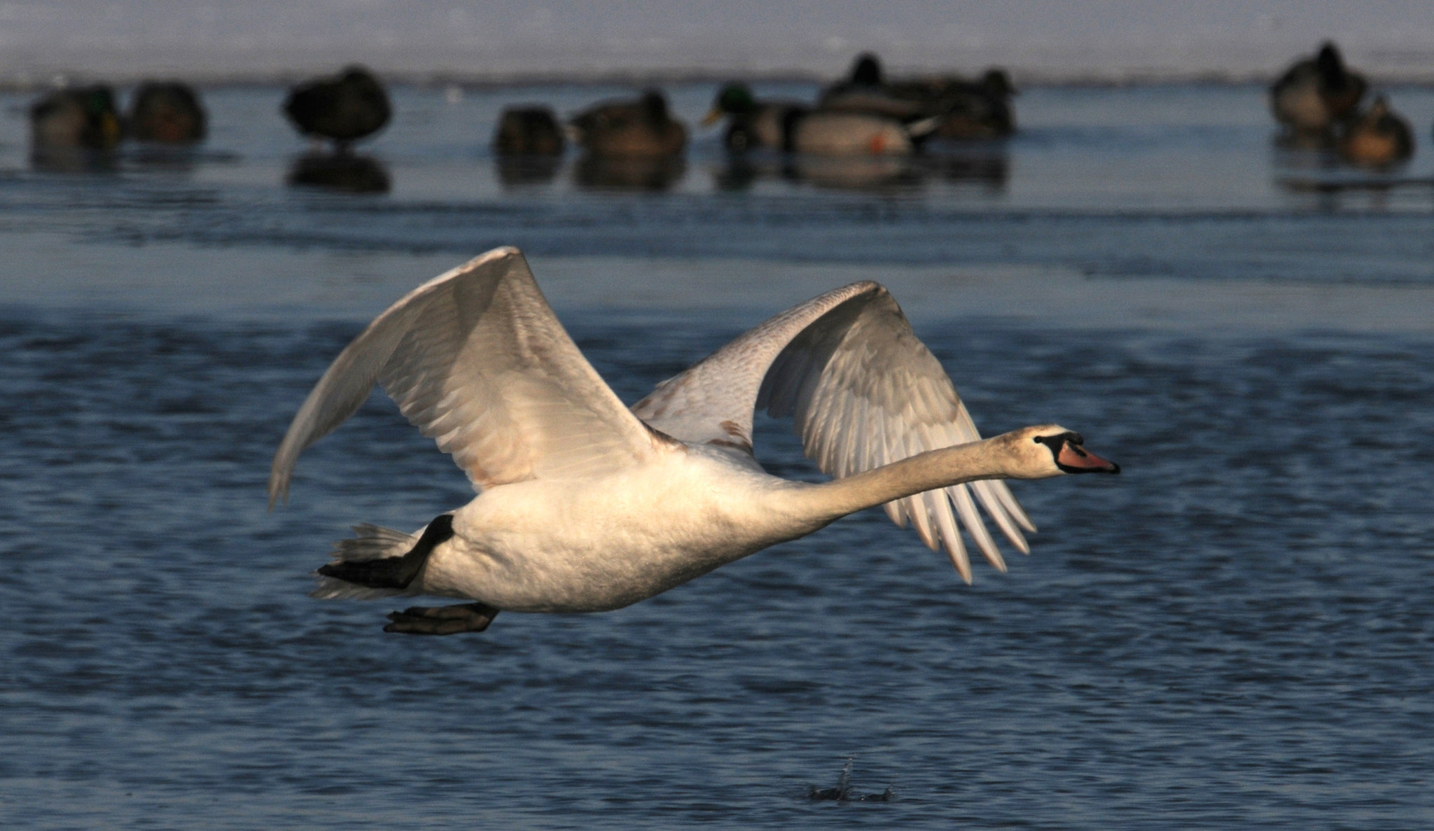 Revised NYS mute swan management plan stresses 'non-lethal measures ...