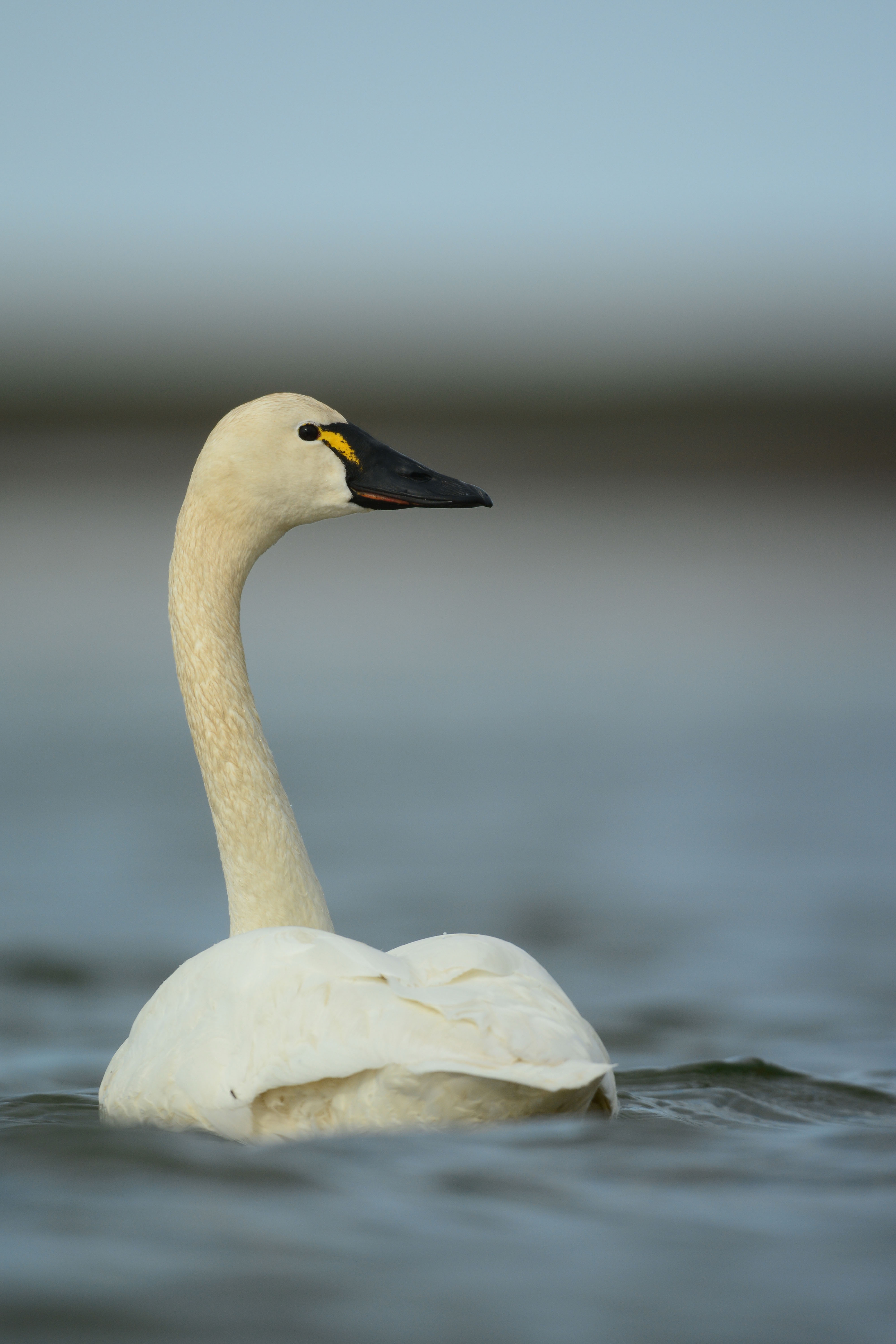 Be a part of the migration – make a paper swan! | Alaska Wilderness ...