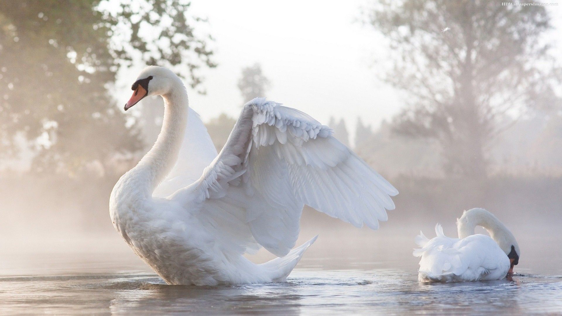 Swan Wallpapers and Background Images - stmed.net