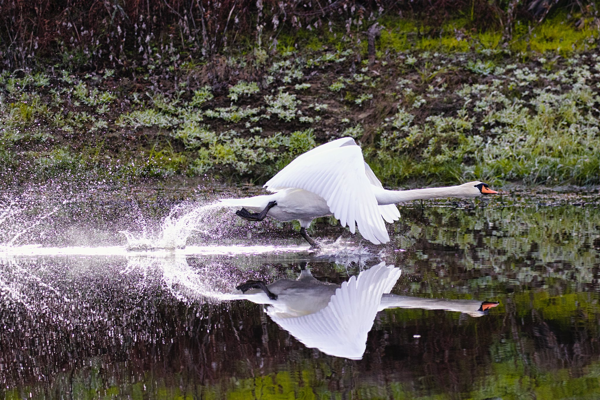 Mute Swan taking off | Rancho Murieta Online