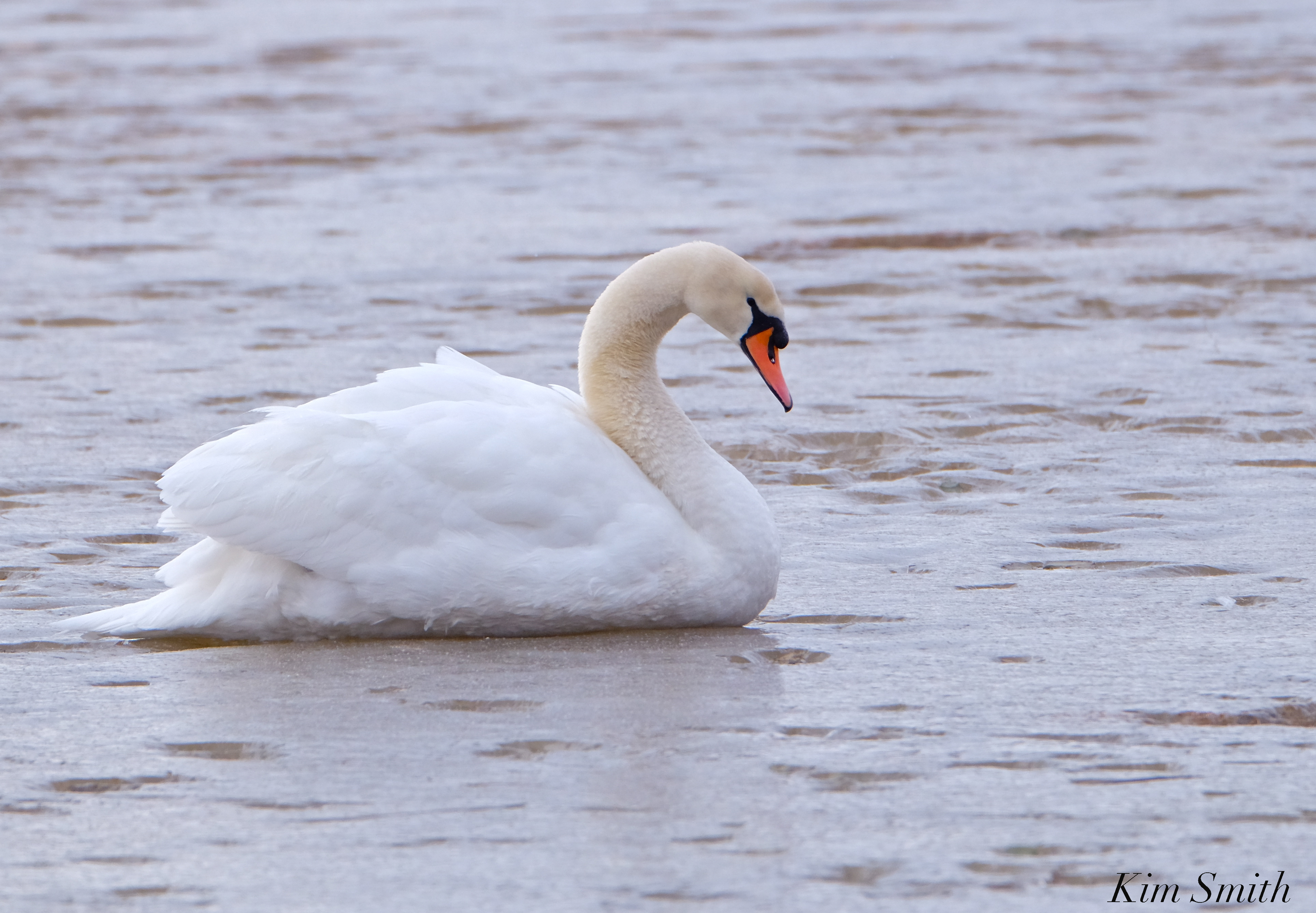 Mr. Swan Niles Pond Frozen Mystery Swan -2 Muite Swan copyright Kim ...