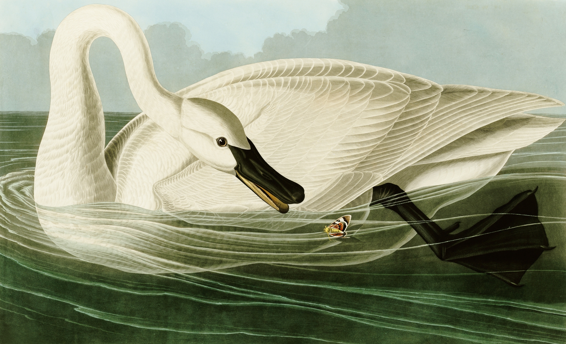 Trumpeter swan Wall mural | Photo wallpaper | Audubon - Happywall