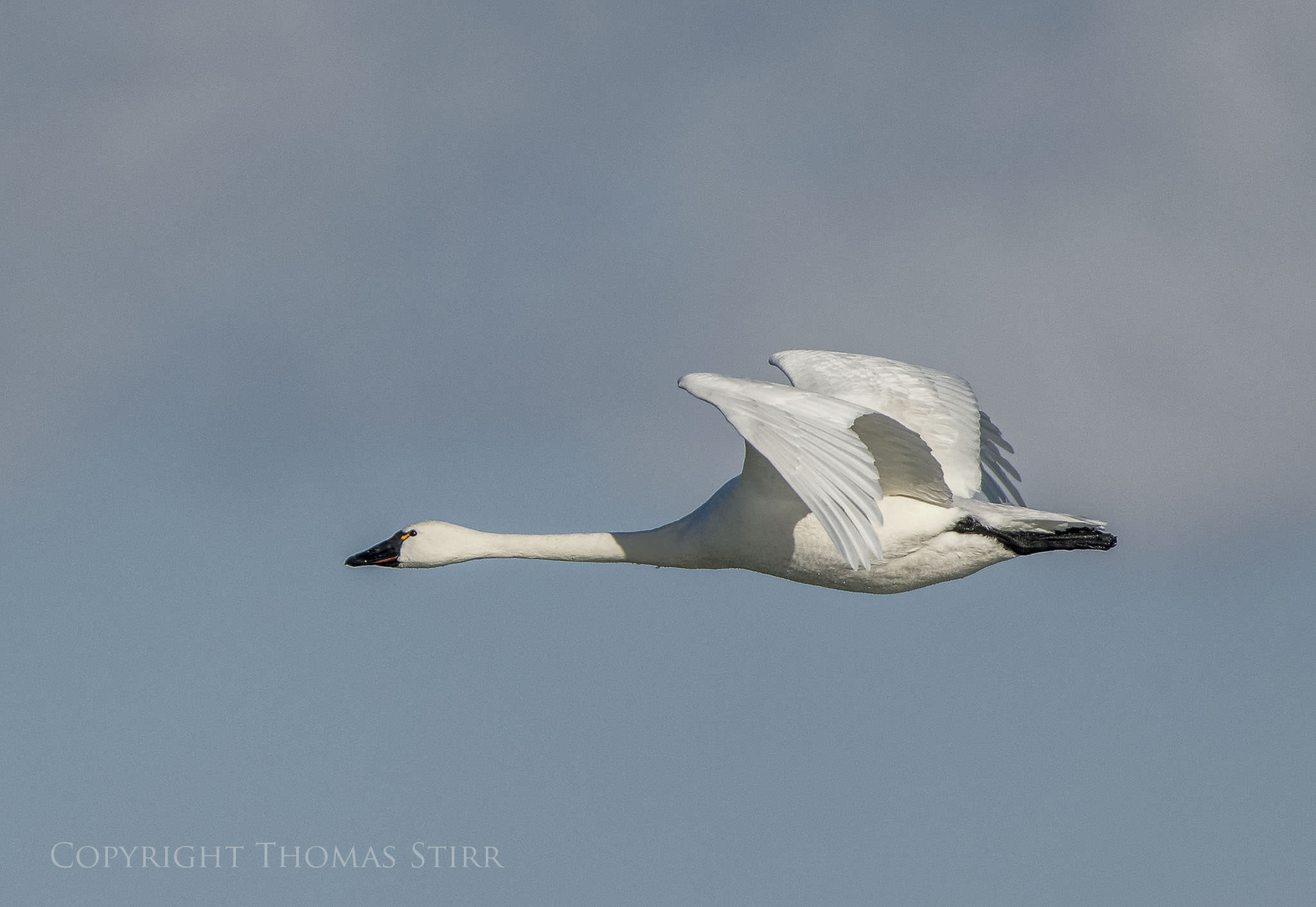 Photographing Tundra Swans with Tamron 150-600mm - Photography Life