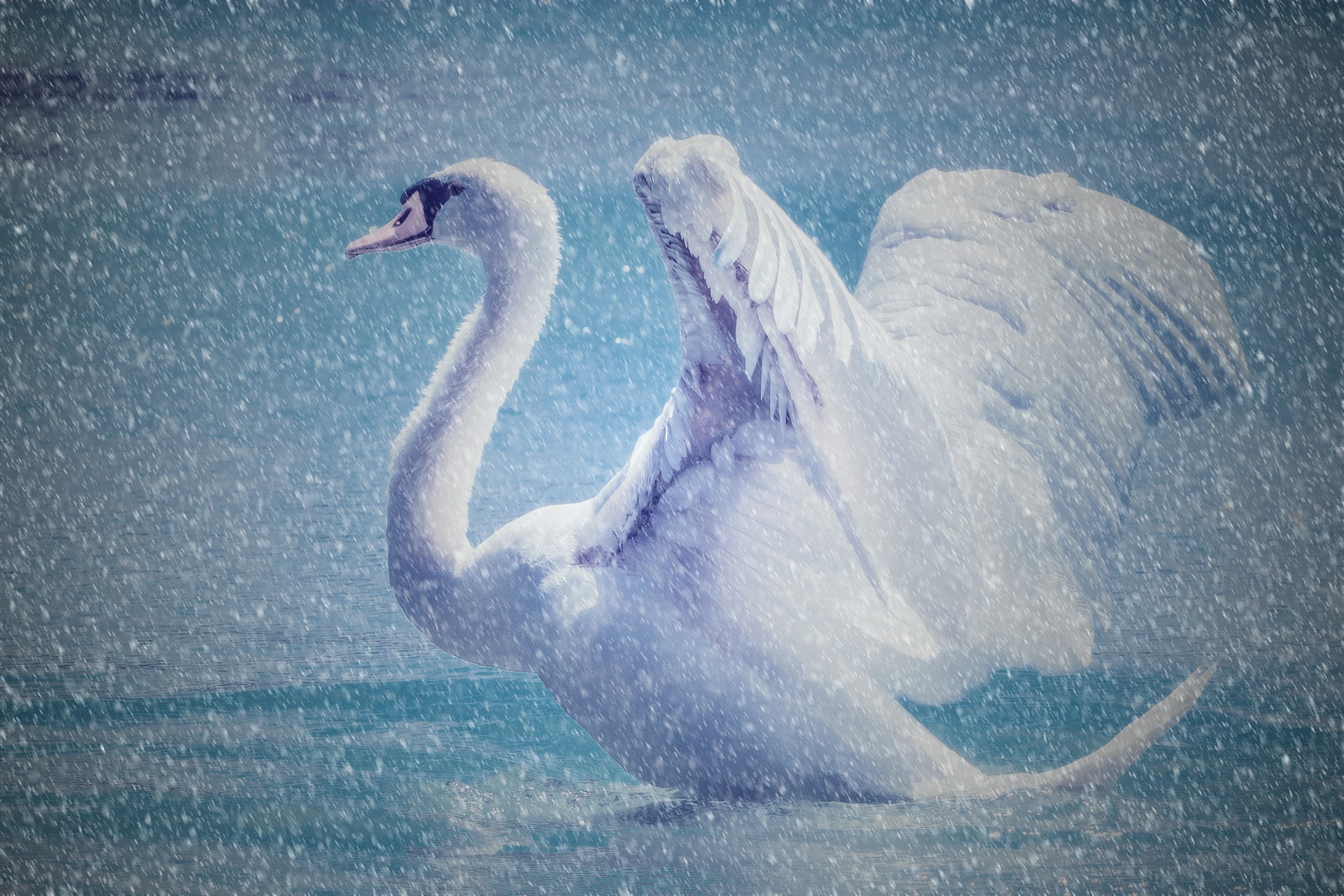Swan, Bird, Edit, Swim, Swimmer, HQ Photo